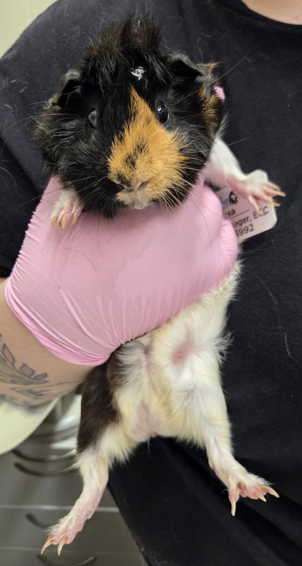 Chopper, Adoptable, Young Male Guinea Pig.