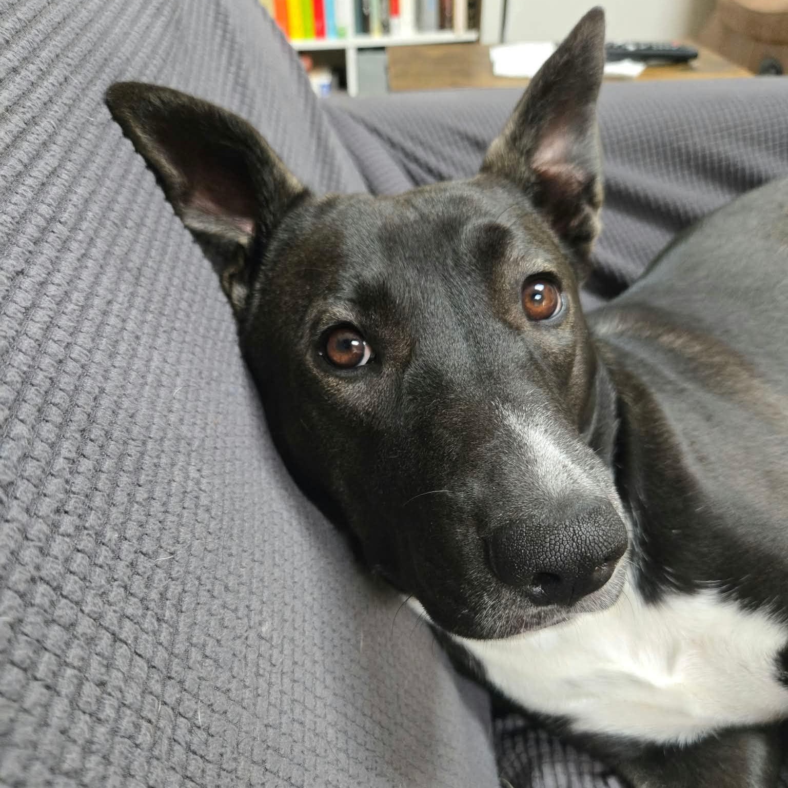 Enlarge Reyna, a Adoptable mixed breed in Burlington , VT image 4/6