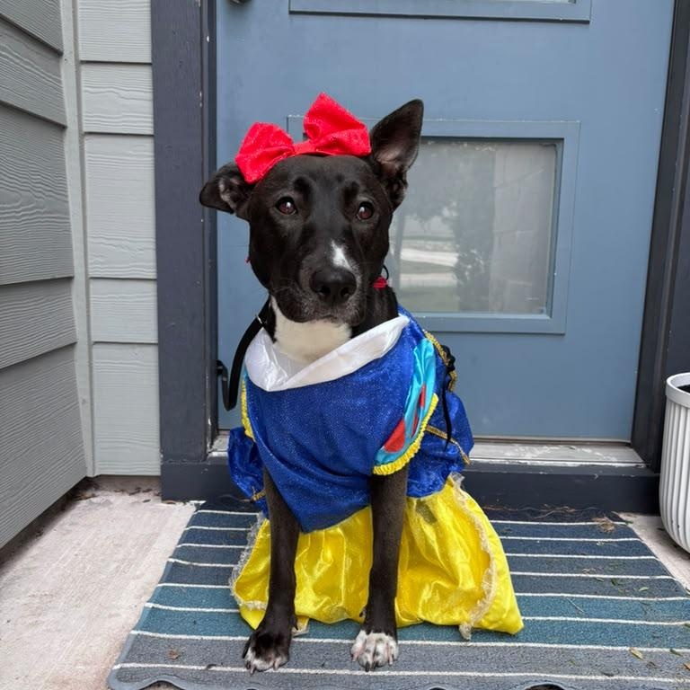 Reyna, Adoptable, Adult Female Shepherd.
