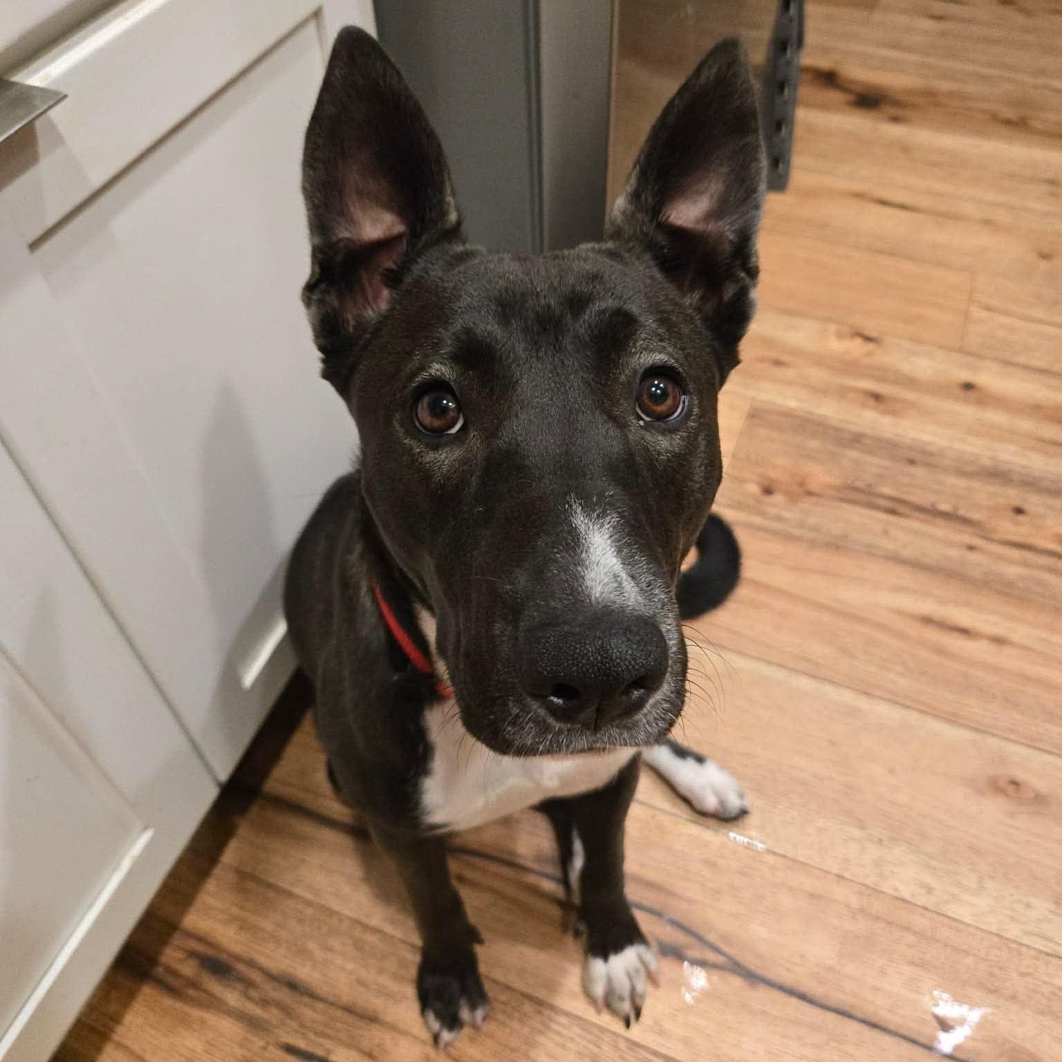 Enlarge Reyna, a Adoptable mixed breed in Burlington , VT image 2/6