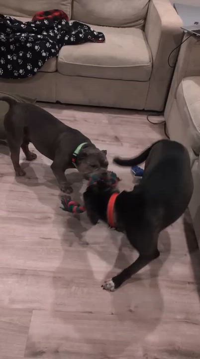 Enlarge Reyna, a Adoptable mixed breed in Burlington , VT video 6/6