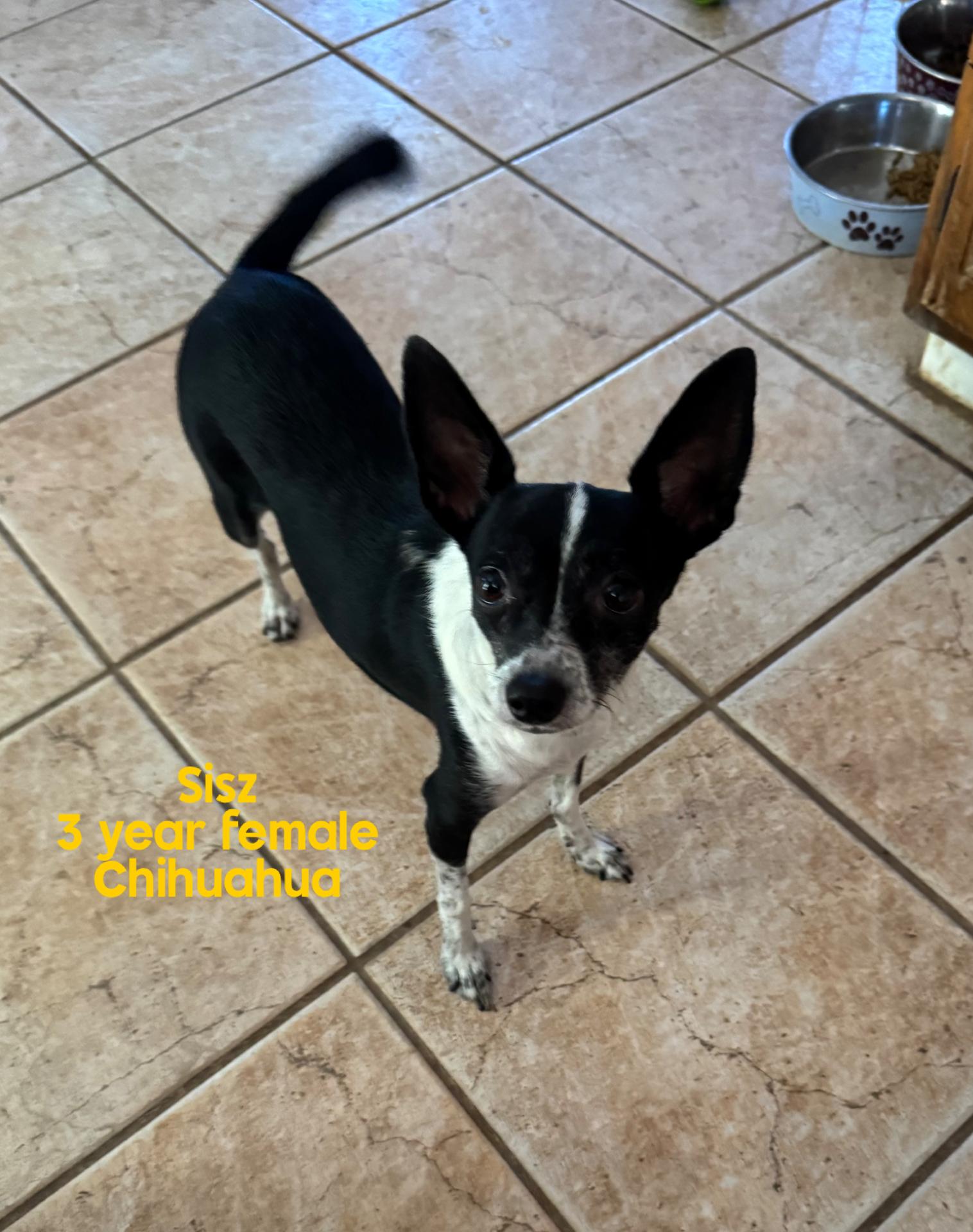 SISZ – 3 YEAR FEMALE CHIHUAHUA , a ADOPTABLE Chihuahua in Mesa, AZ image 1/2