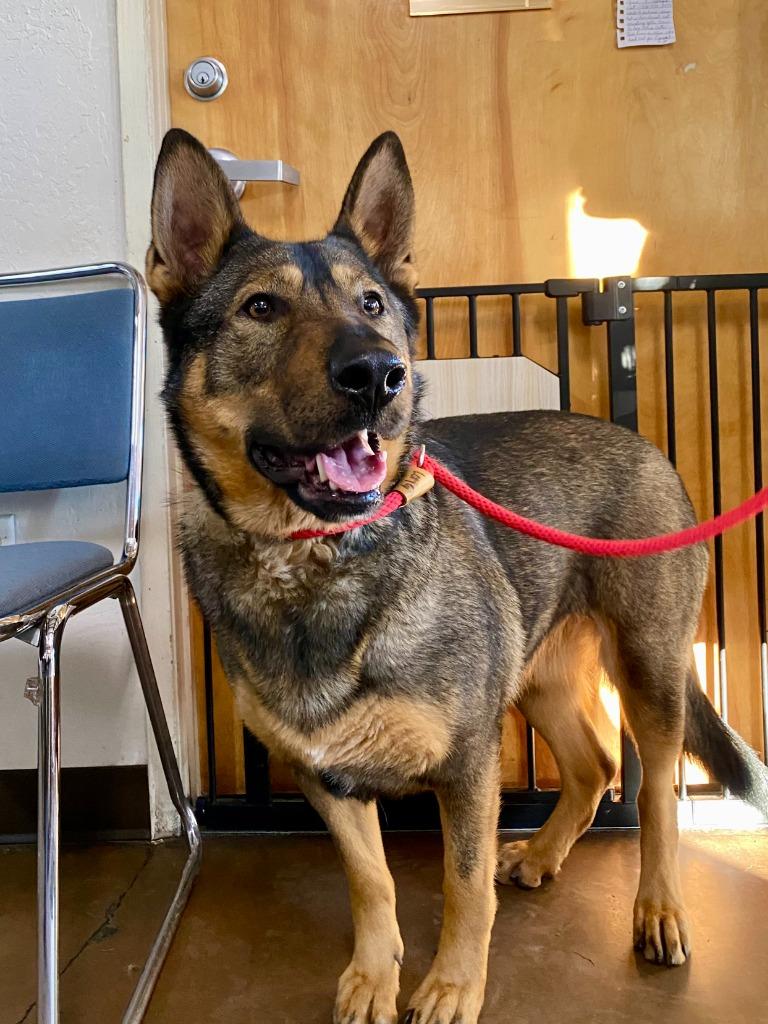 Ellis, Adoptable, Adult Female German Shepherd Dog & Shepherd.