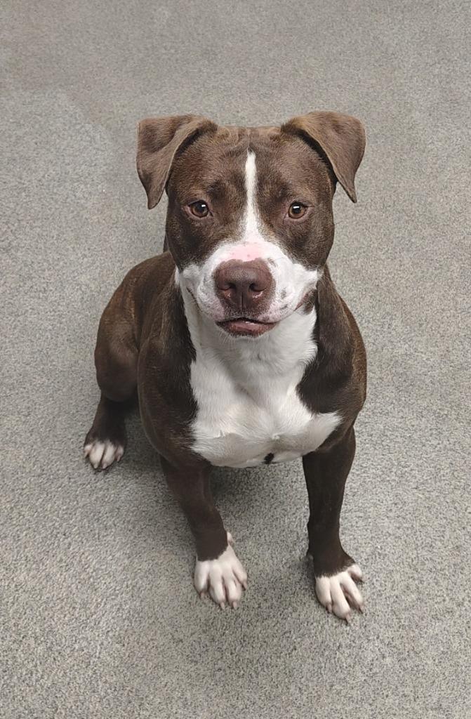 PENELOPE, Adoptable, Young Female Pit Bull Terrier.