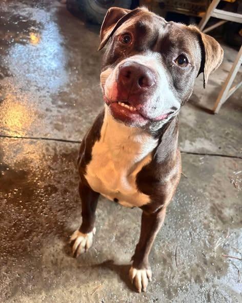 Enlarge PENELOPE, a Adoptable Pit Bull Terrier in Fremont, OH image 2/2
