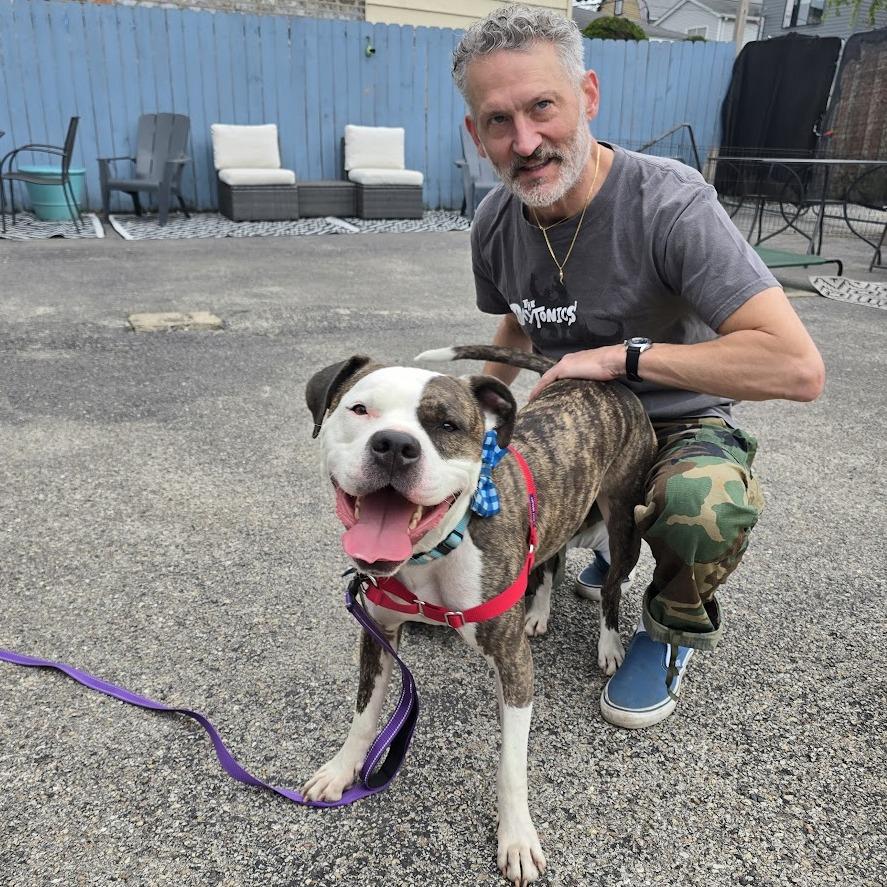 Oasis, Adoptable, Adult Male Pit Bull Terrier & Mixed Breed.