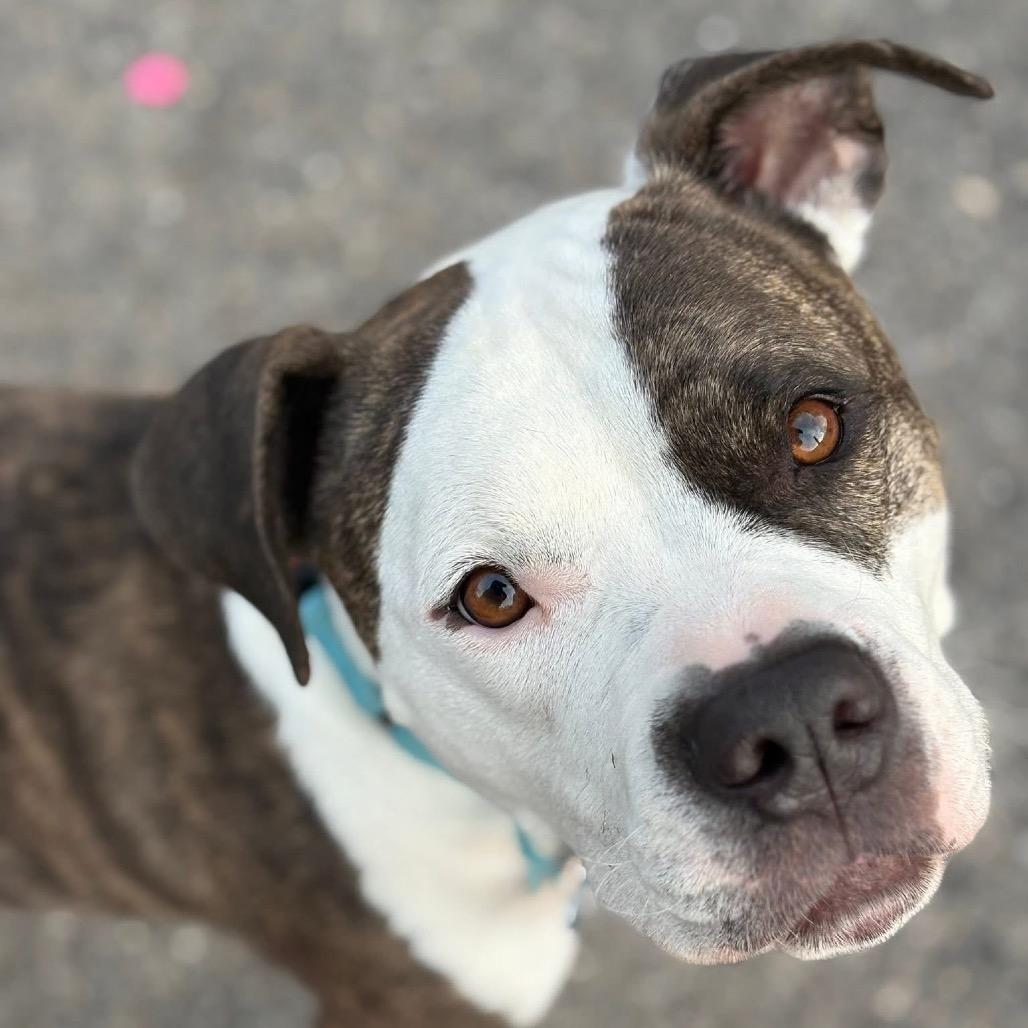 Oasis, a Adoptable mixed breed in Chicago, IL image 2/6