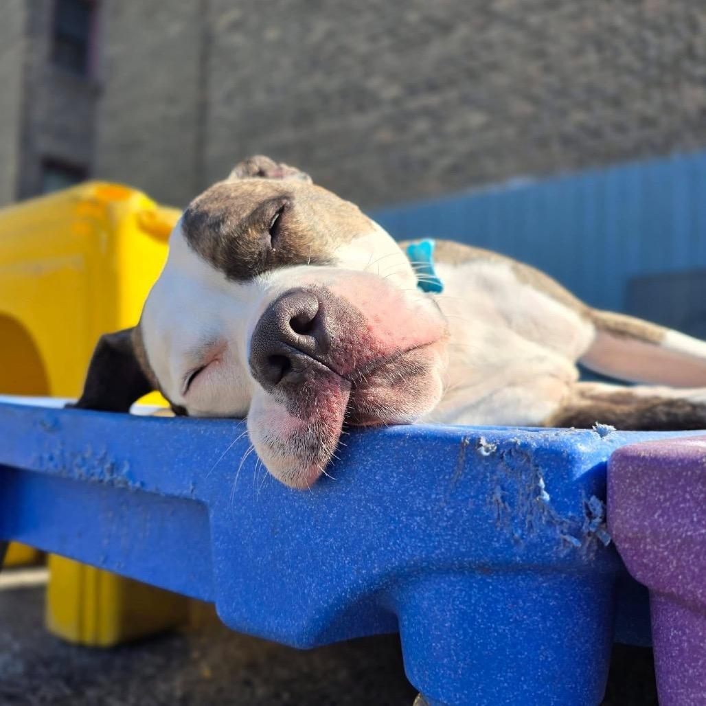 Oasis, a Adoptable mixed breed in Chicago, IL image 3/6