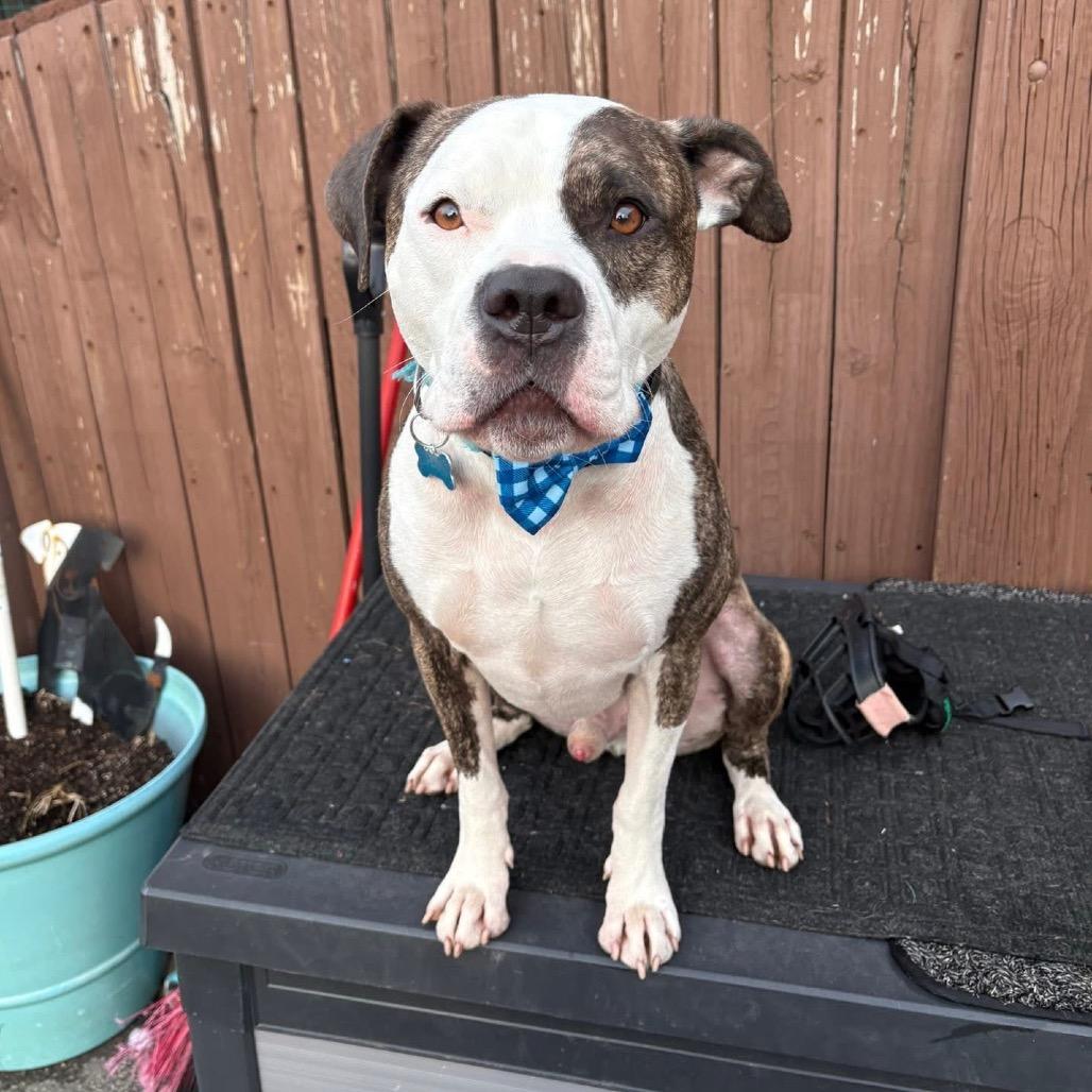Oasis, a Adoptable mixed breed in Chicago, IL image 4/6