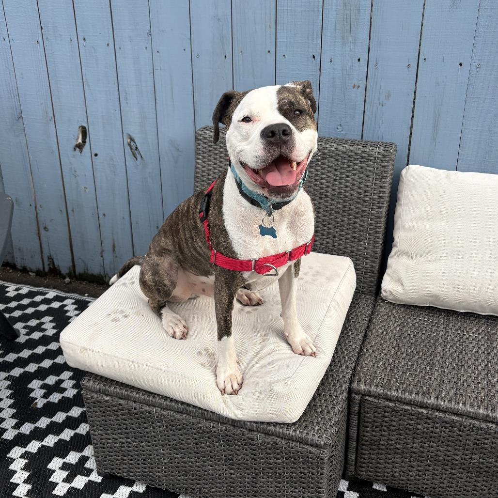Oasis, a Adoptable mixed breed in Chicago, IL image 5/6