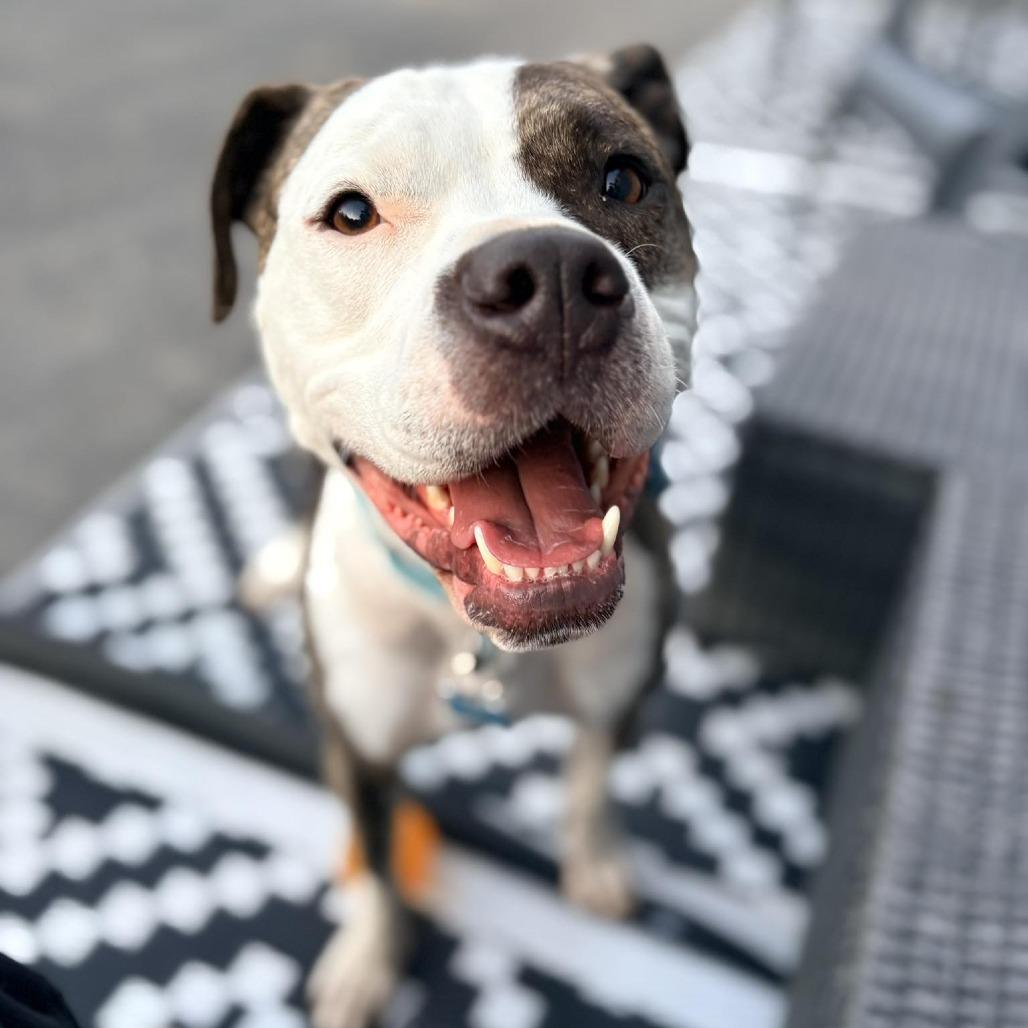 Oasis, a Adoptable mixed breed in Chicago, IL image 6/6