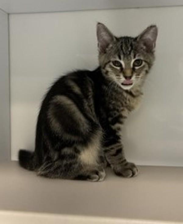 *Piglet*, Adoptable, Kitten Male Domestic Short Hair.