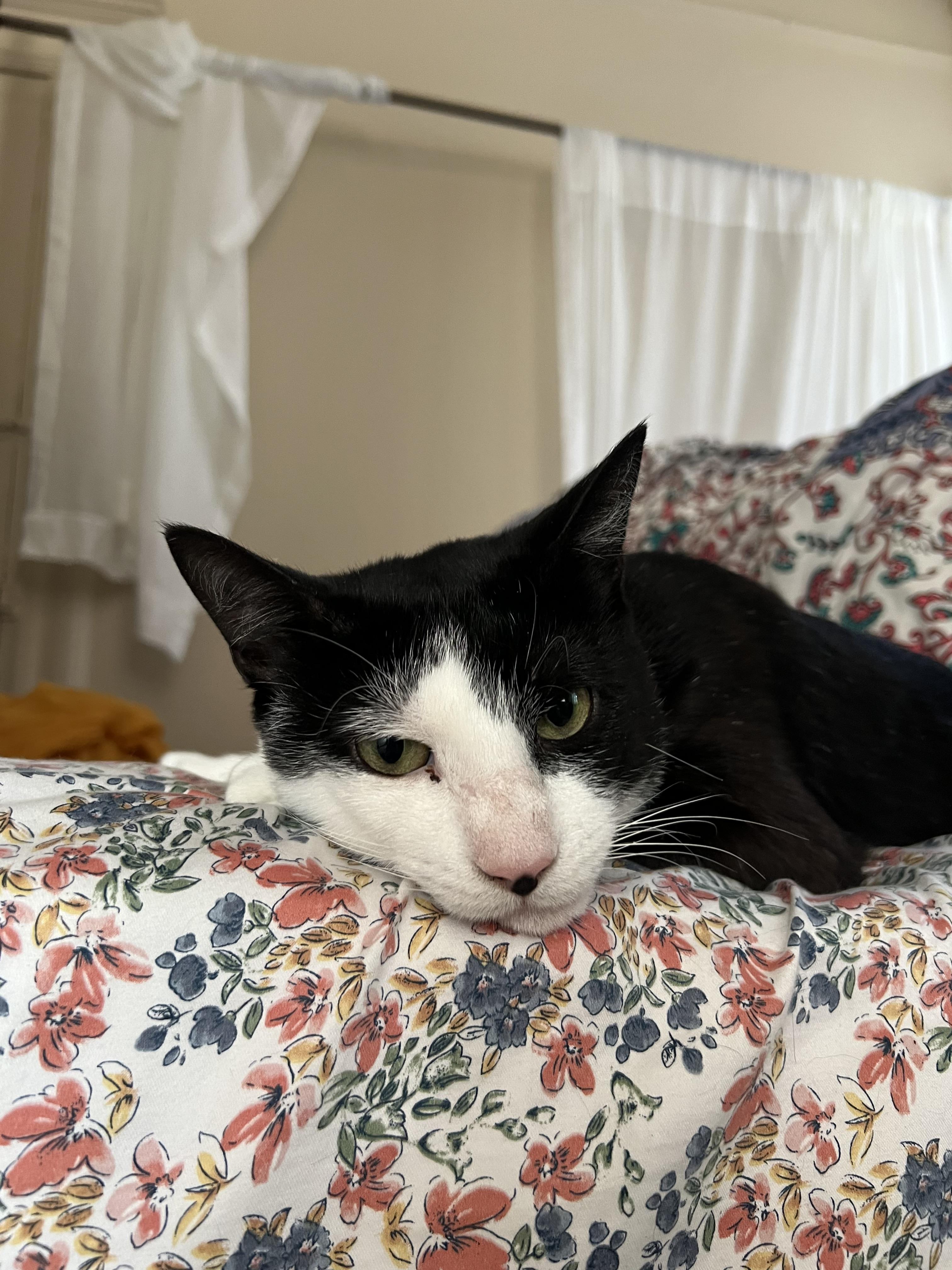 Enlarge Pebbles, a ADOPTABLE Tuxedo in Brooklyn, NY image 3/3