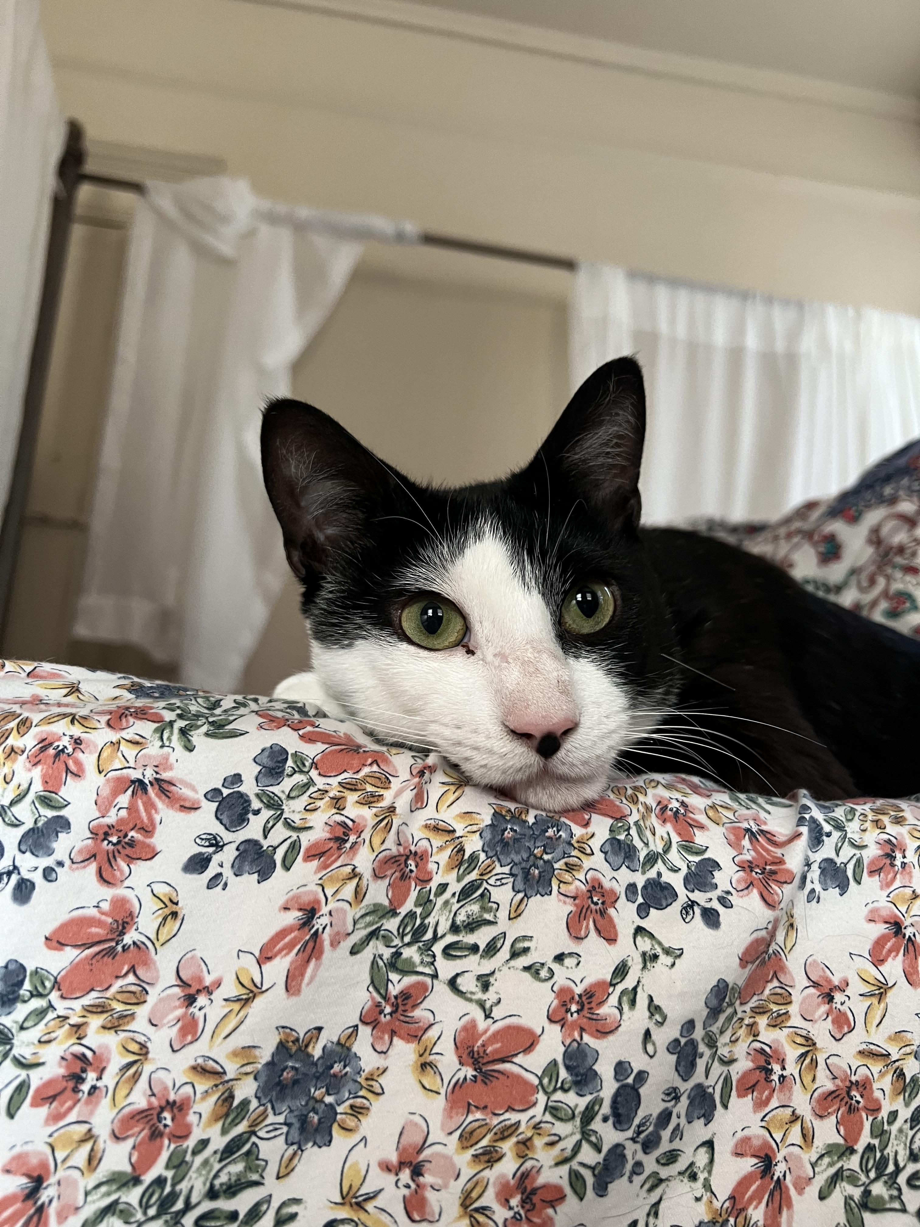 Pebbles, ADOPTABLE, Young Male Tuxedo.