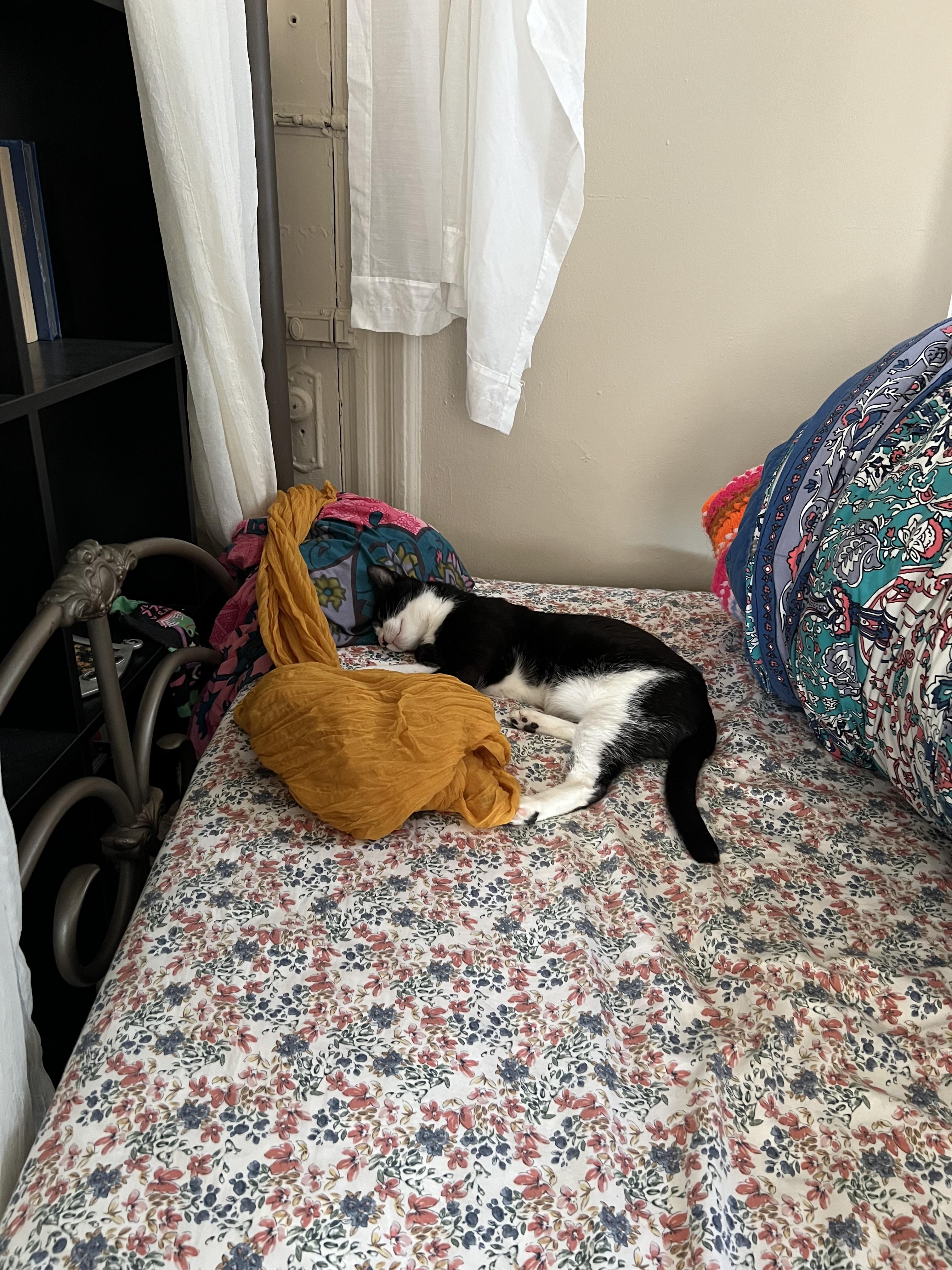 Enlarge Pebbles, a ADOPTABLE Tuxedo in Brooklyn, NY image 2/3