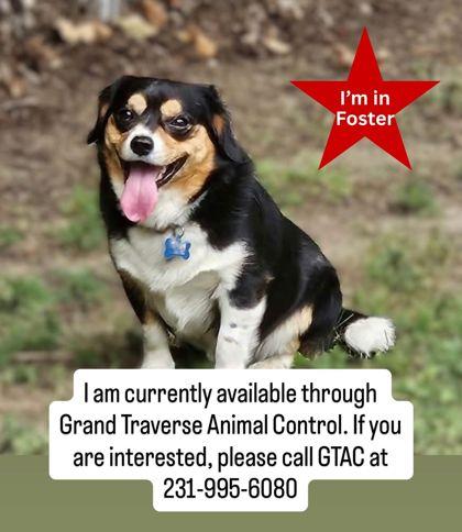 Lolo 3963, Adoptable, Adult Male Mixed Breed & Mixed Breed.
