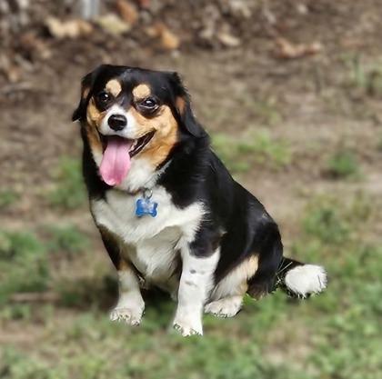 Lolo 3963, Adoptable, Adult Male Mixed Breed & Mixed Breed.