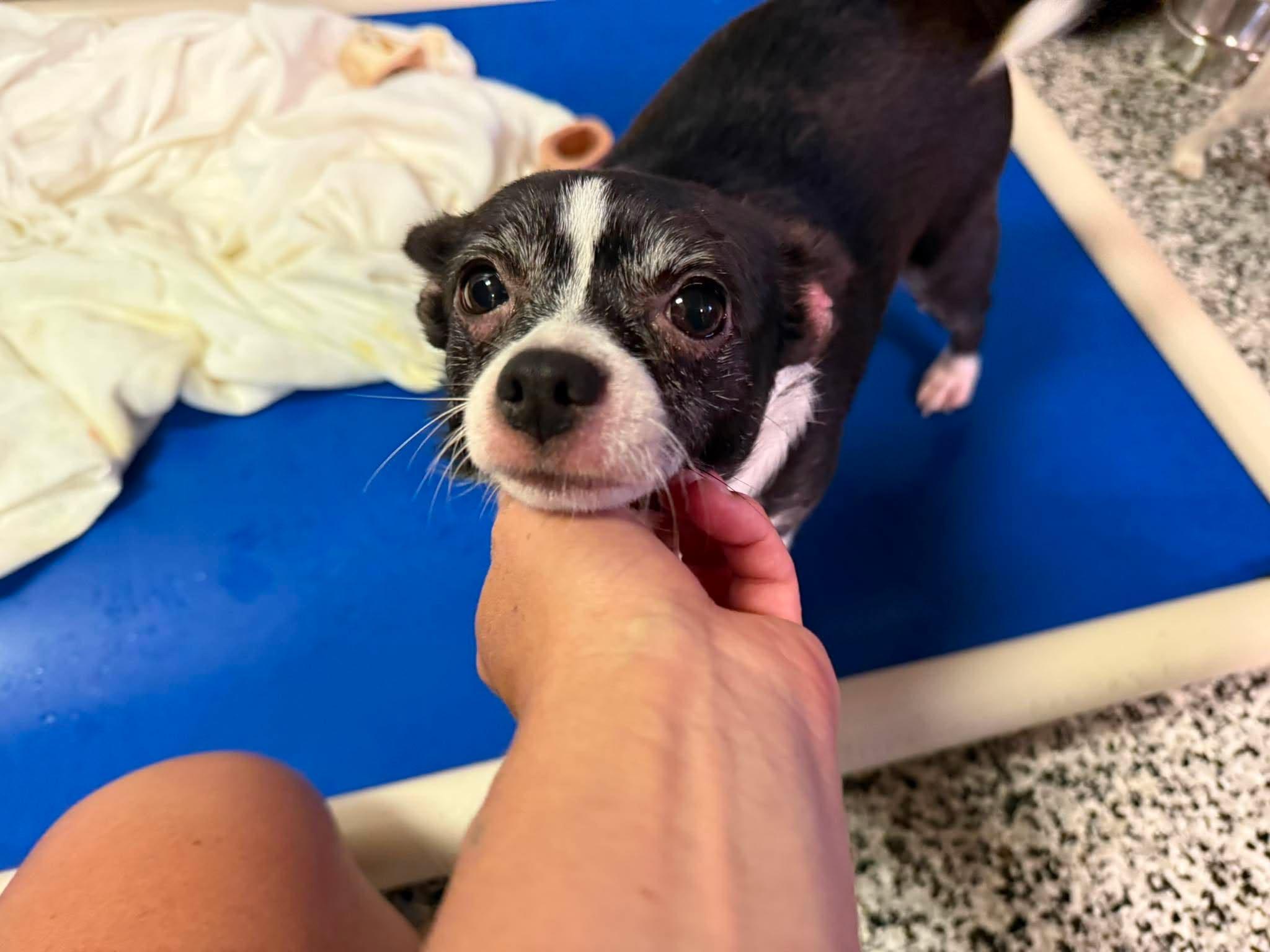 Peaches, adopted, Young Female Chihuahua.