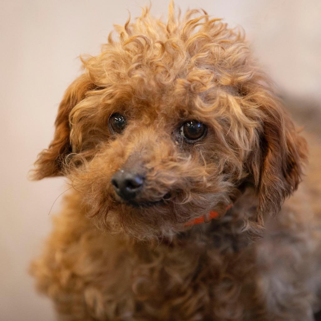 Hank (OT25-30), Adoptable, Senior Male Poodle.