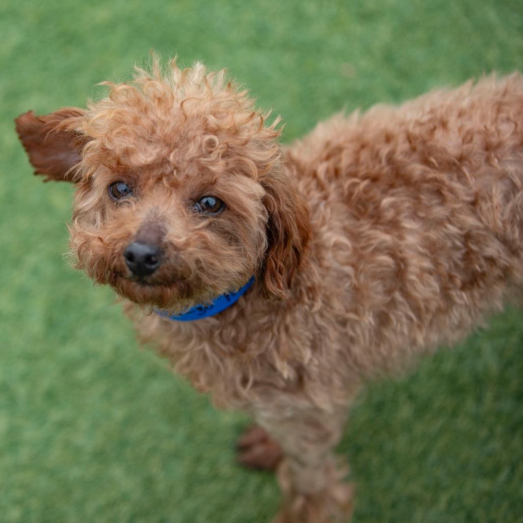 Enlarge Hank (OT25-30), a Adoptable Poodle in Peyton, CO image 2/6