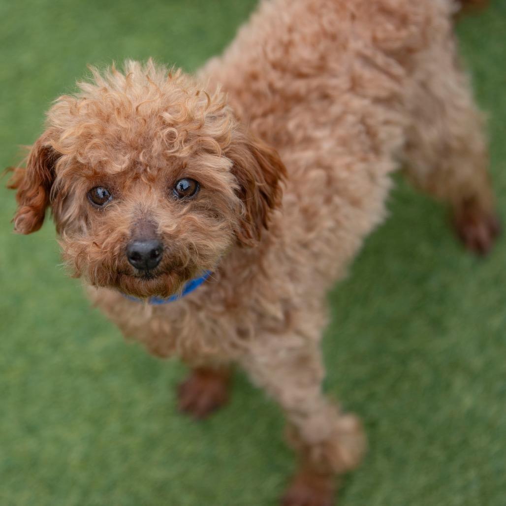 Enlarge Hank (OT25-30), a Adoptable Poodle in Peyton, CO image 3/6