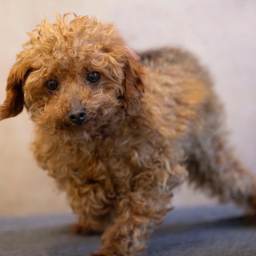 Enlarge Hank (OT25-30), a Adoptable Poodle in Peyton, CO image 4/6