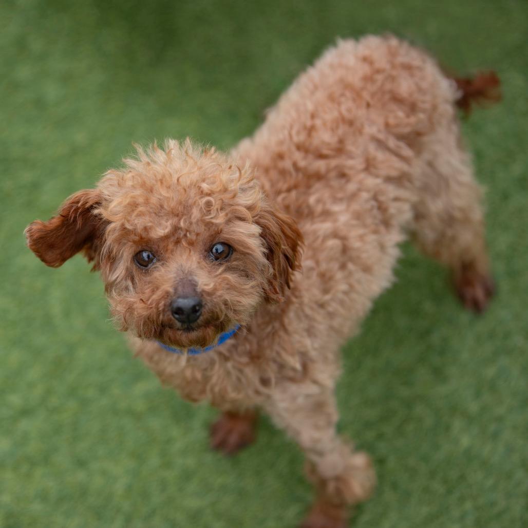 Enlarge Hank (OT25-30), a Adoptable Poodle in Peyton, CO image 5/6