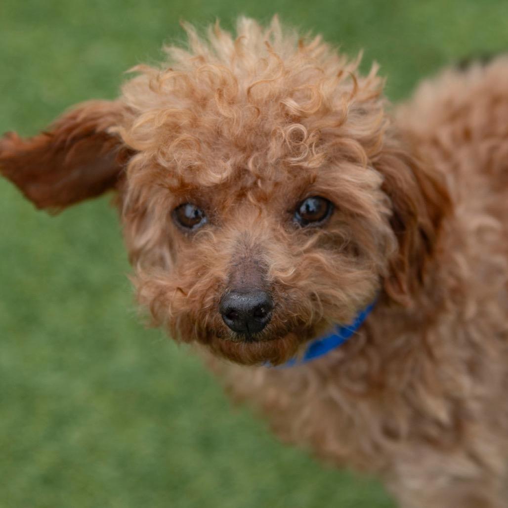 Enlarge Hank (OT25-30), a Adoptable Poodle in Peyton, CO image 6/6
