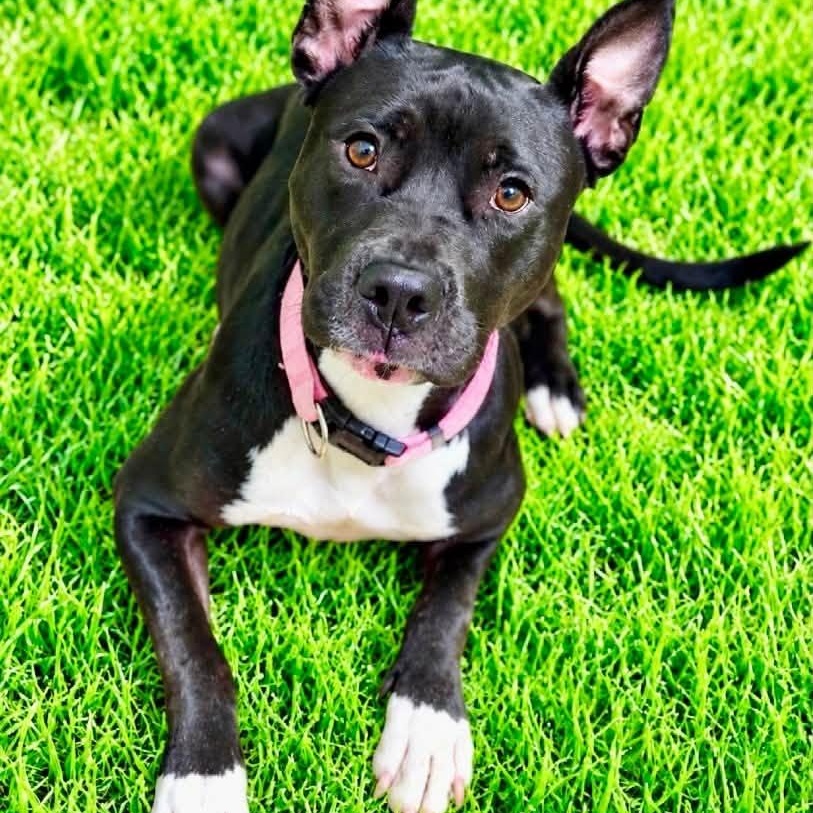 Enlarge Oreo, a Adoptable mixed breed in Battle Creek, MI image 1/1