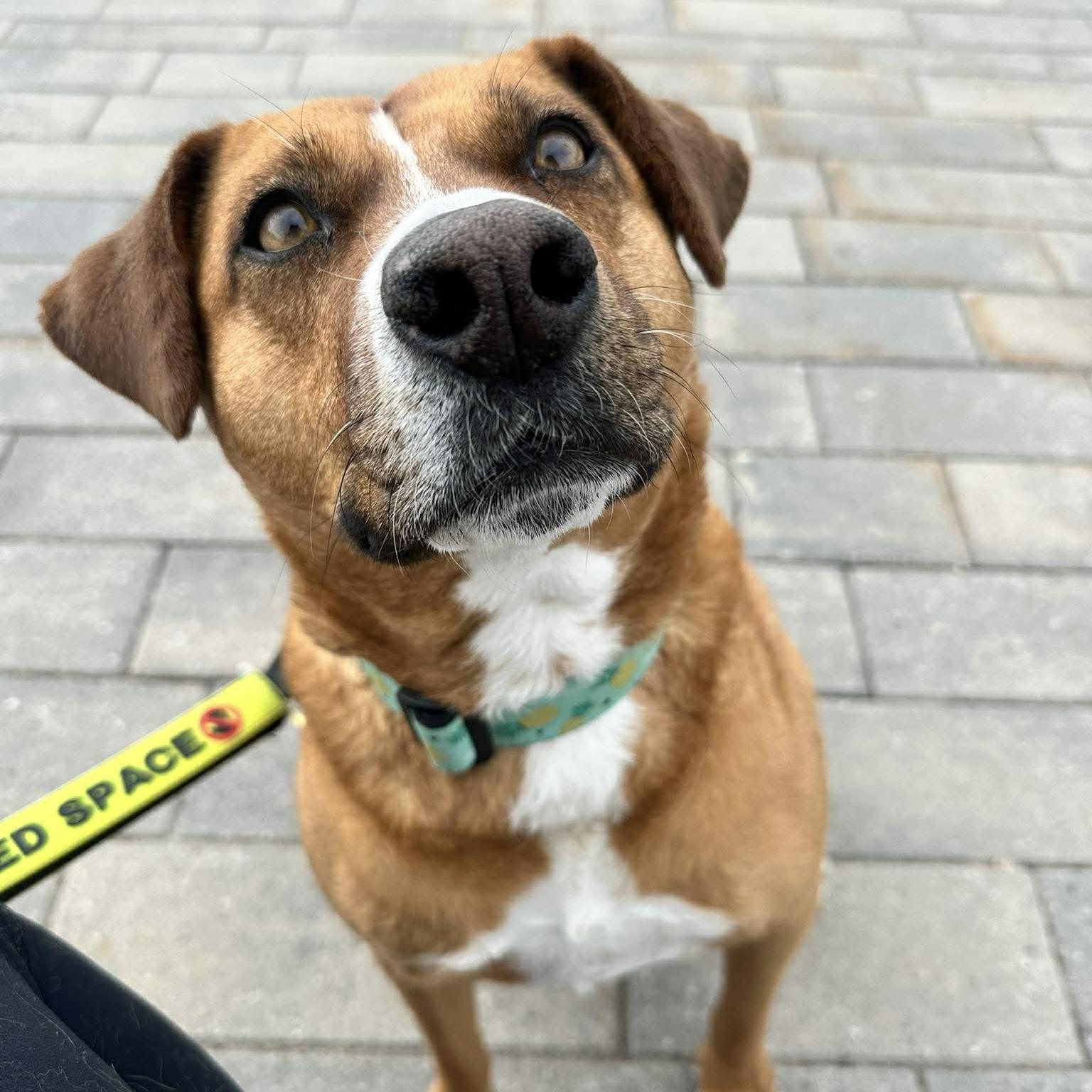 Enlarge Felice, a ADOPTABLE mixed breed in Kitchener, ON image 1/6