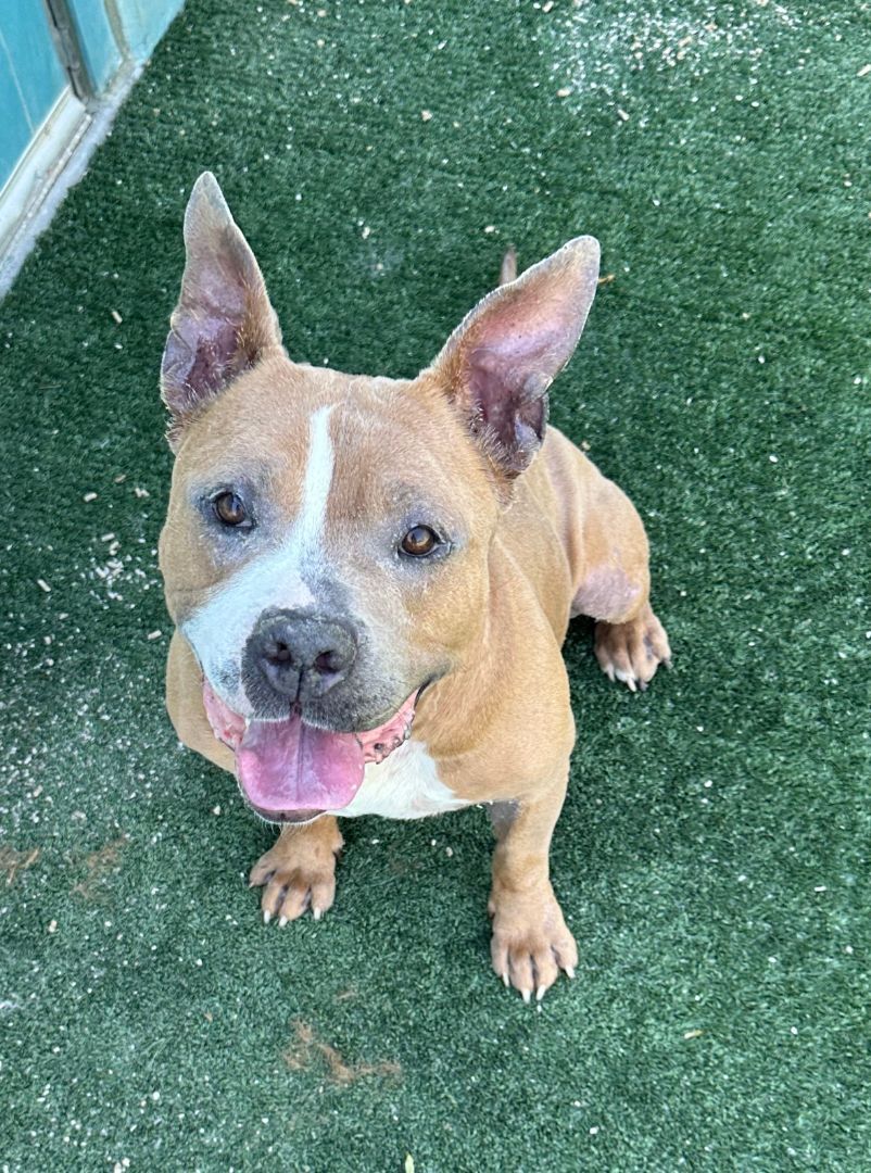 Gucci, an adoptable Pit Bull Terrier in woodland hills, CA, 91364 | Photo Image 1