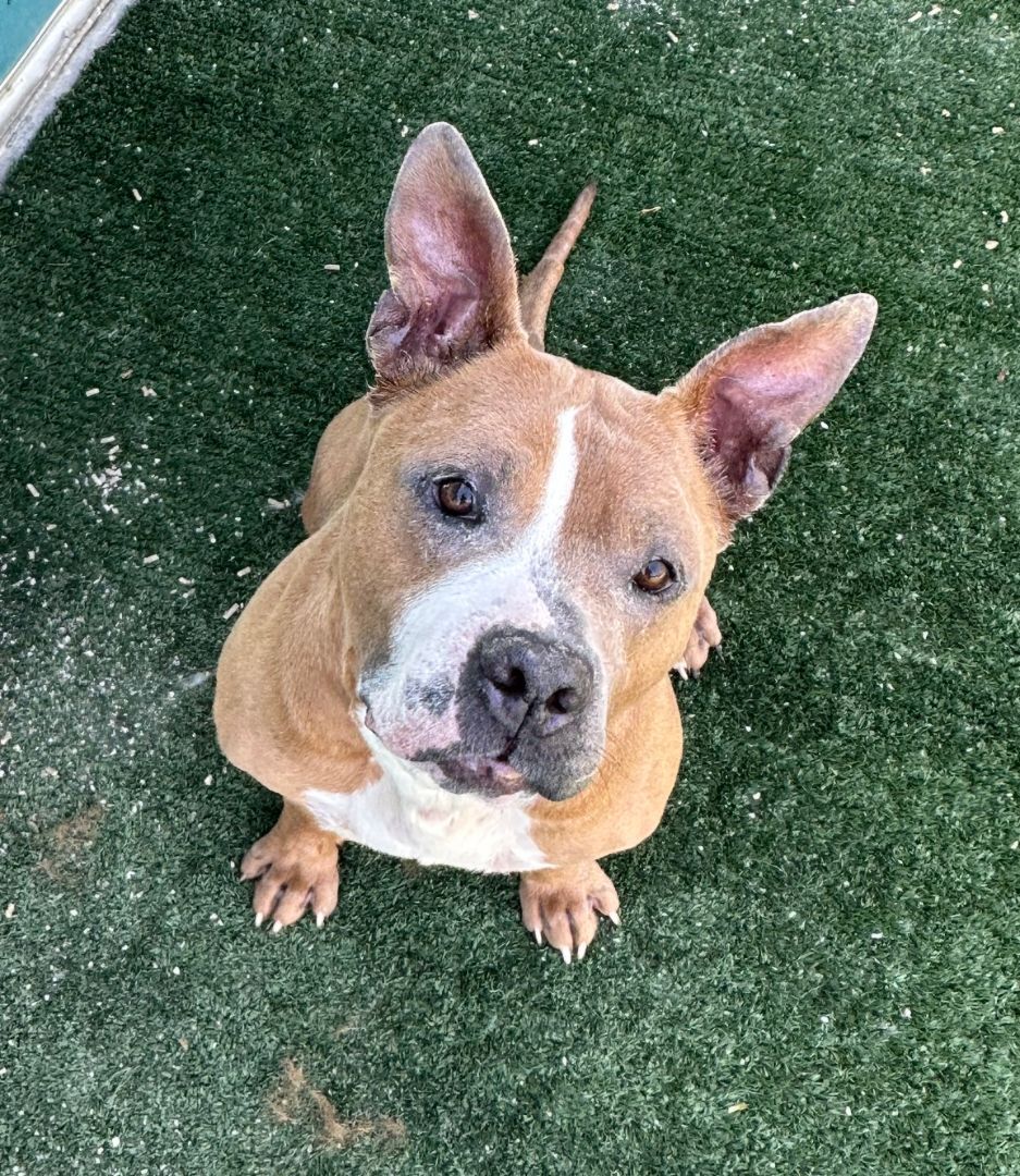 Gucci, an adoptable Pit Bull Terrier in woodland hills, CA, 91364 | Photo Image 3