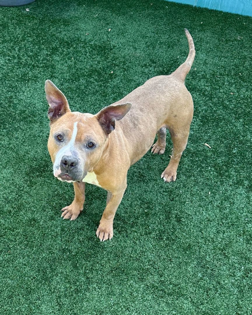 Gucci, an adoptable Pit Bull Terrier in woodland hills, CA, 91364 | Photo Image 2