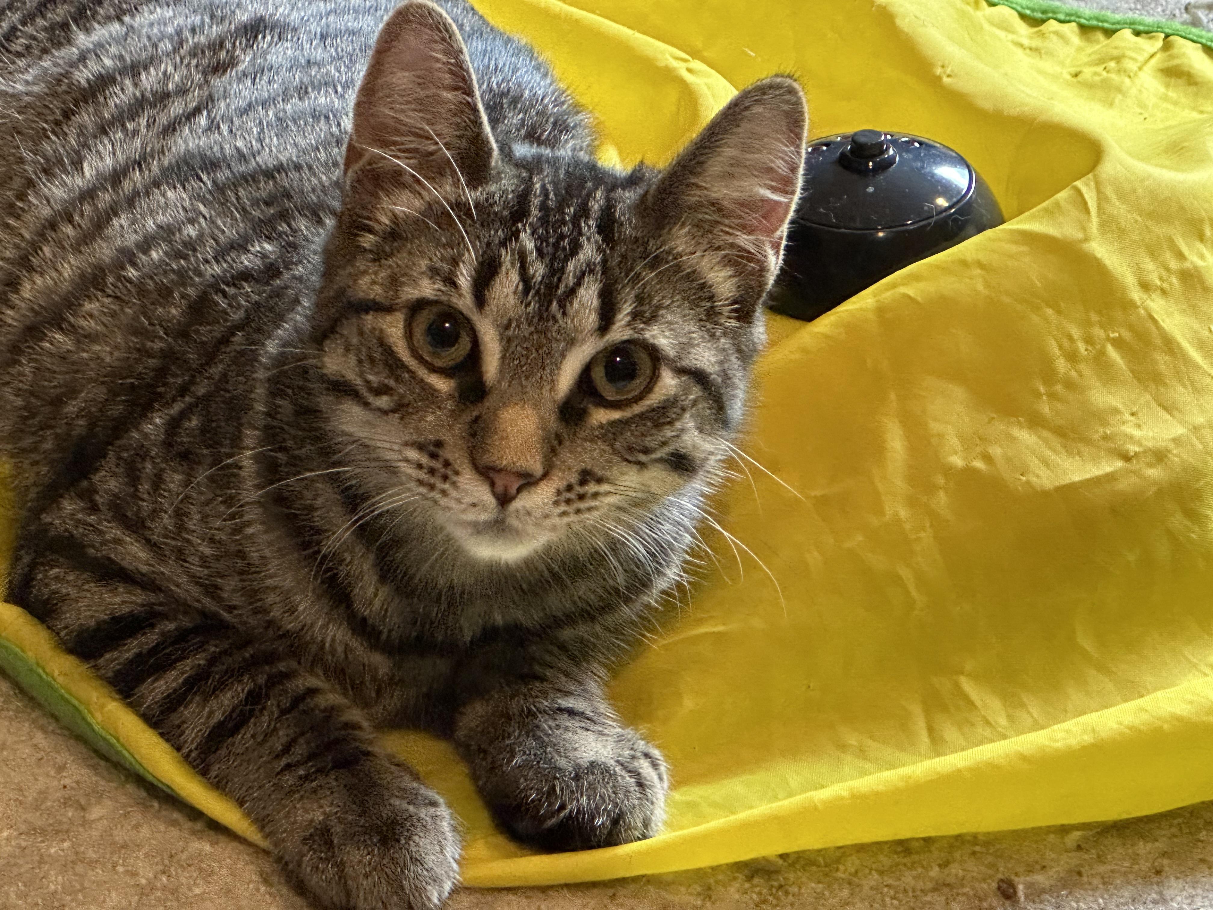 Annie, a Adoptable Tabby in Philadelphia, PA image 3/6