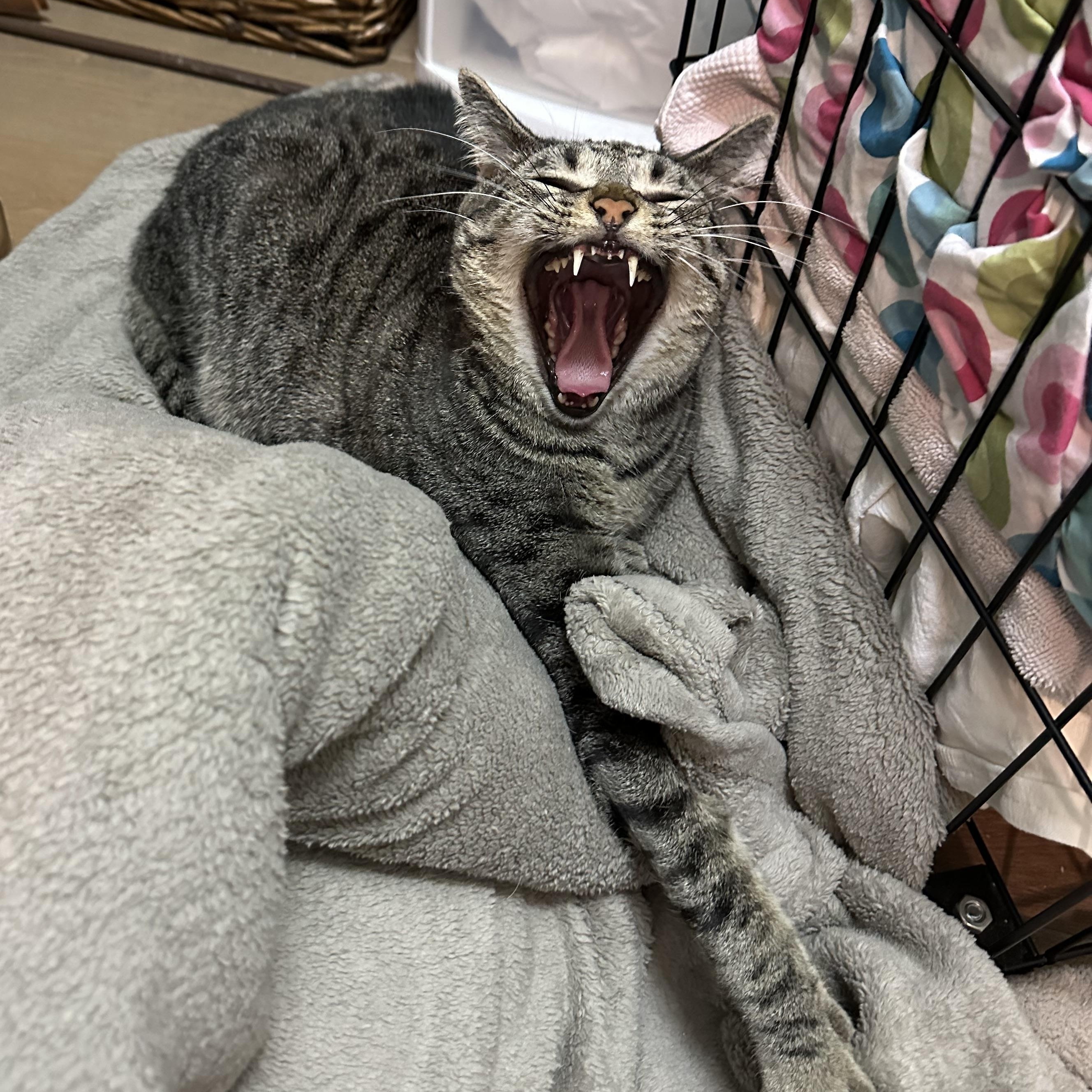 Annie, a Adoptable Tabby in Philadelphia, PA image 6/6