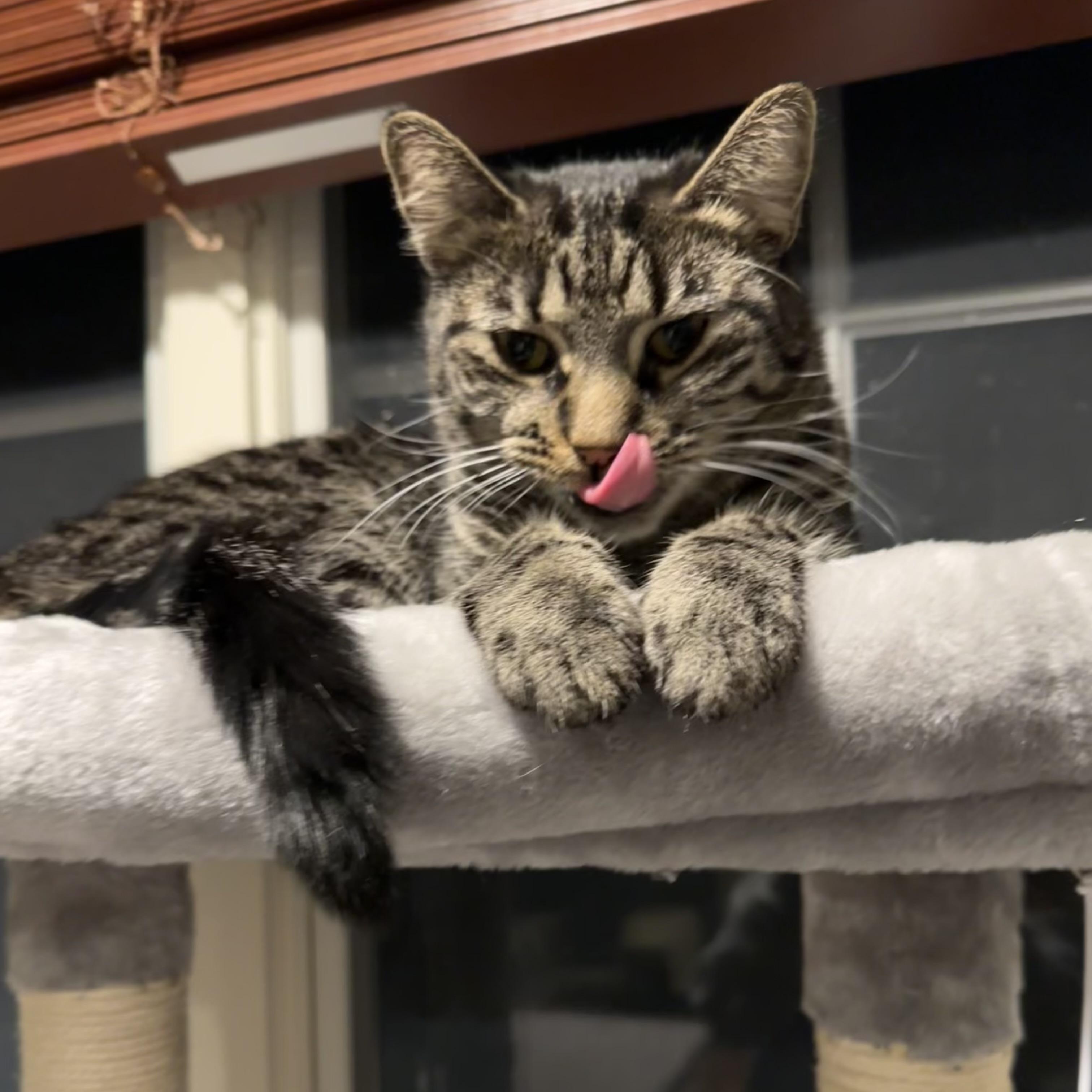 Annie, a Adoptable Tabby in Philadelphia, PA image 5/6