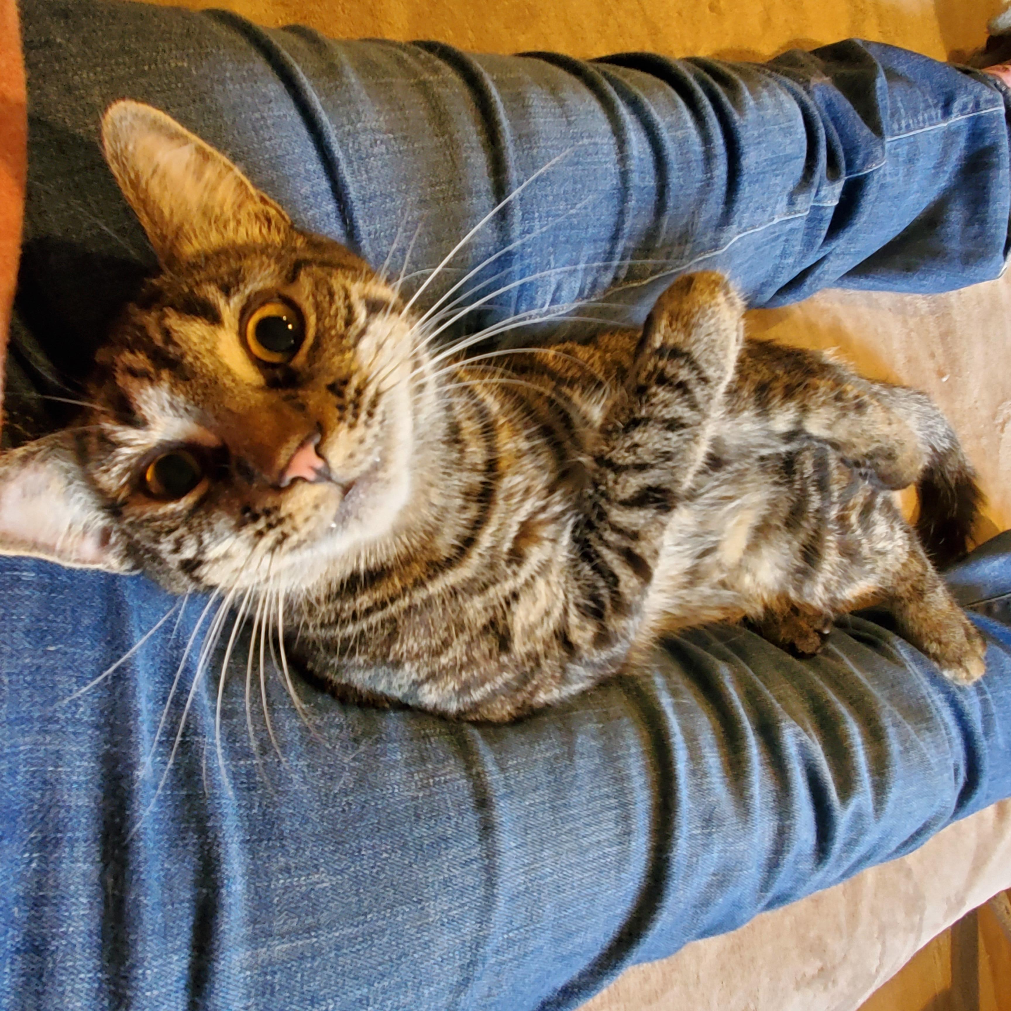 Annie, a Adoptable Tabby in Philadelphia, PA image 2/6