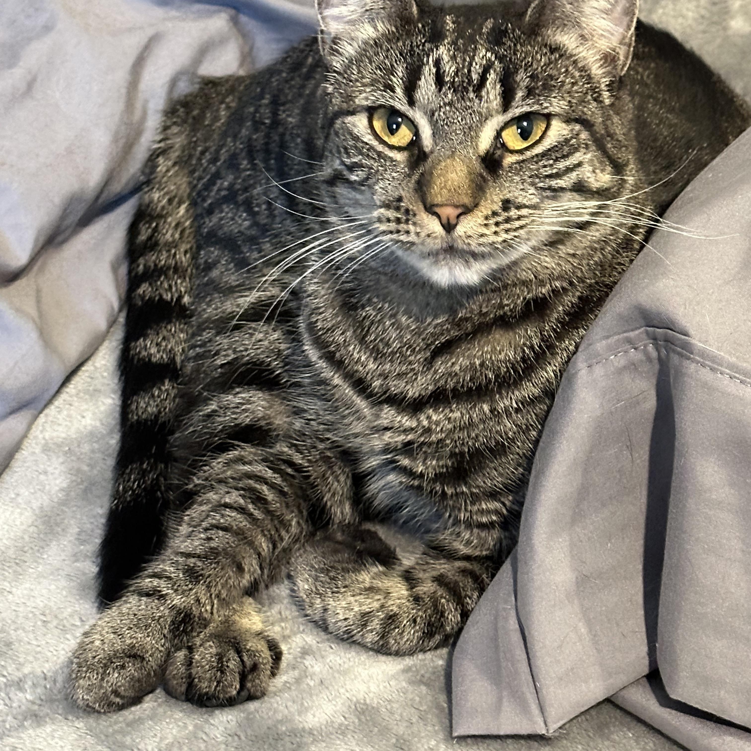 Annie, a Adoptable Tabby in Philadelphia, PA image 1/6