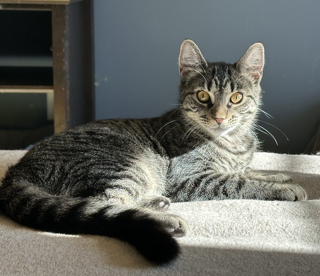 Annie, a Adoptable Tabby in Philadelphia, PA image 4/6