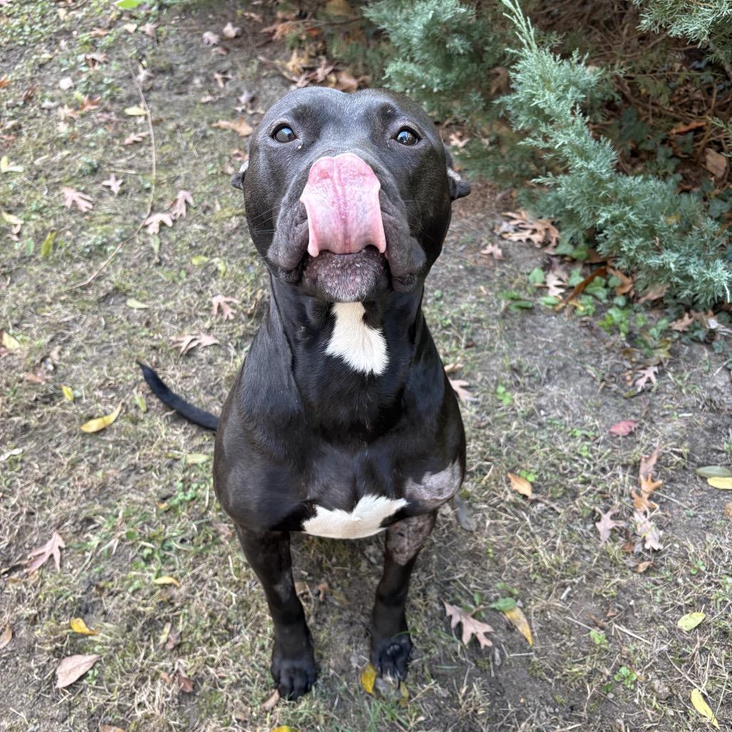 Daisy (Salsa), Adoptable, Adult Female Pit Bull Terrier.