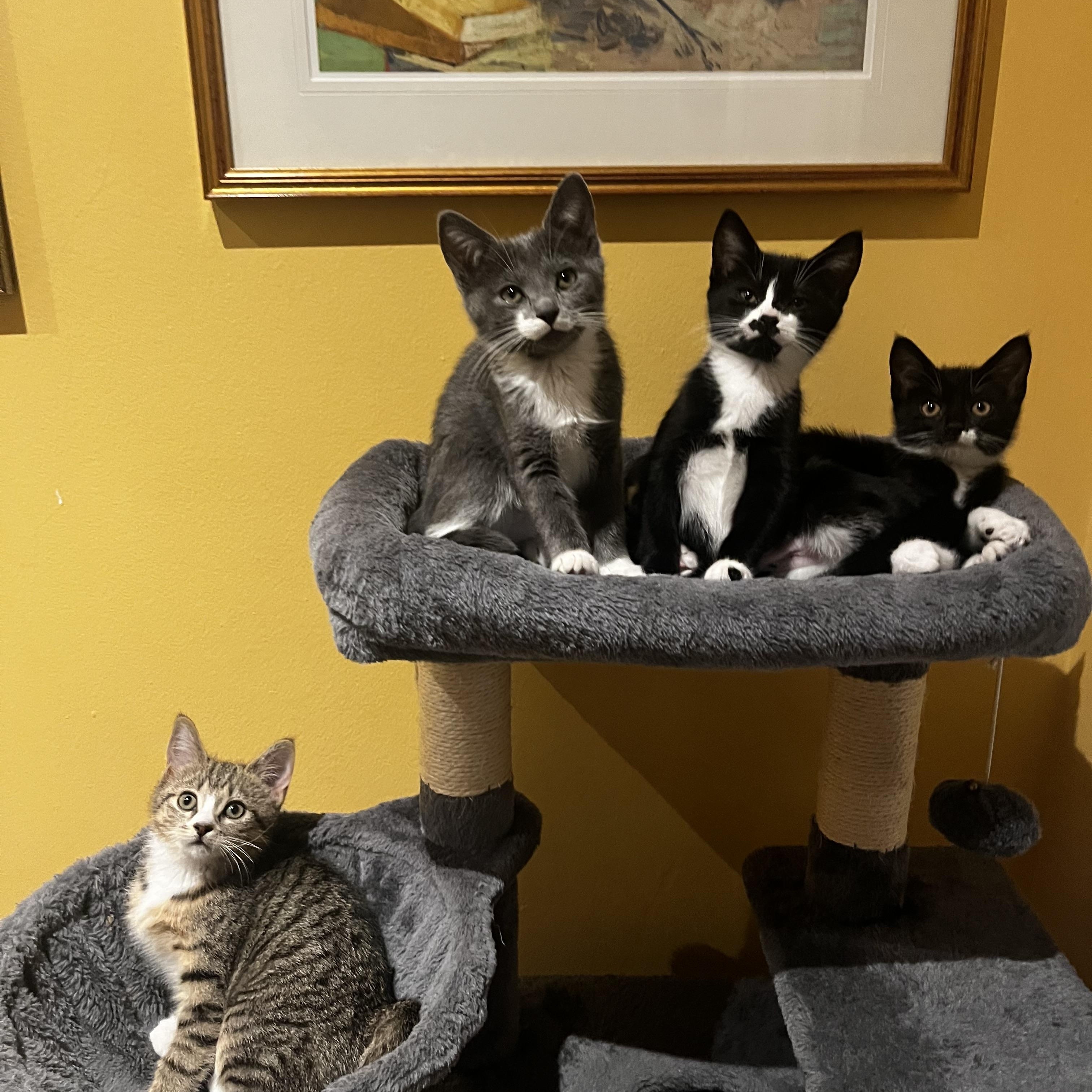 Enlarge Charlotte, a Adoptable Domestic Short Hair in Alexandria, VA image 6/6