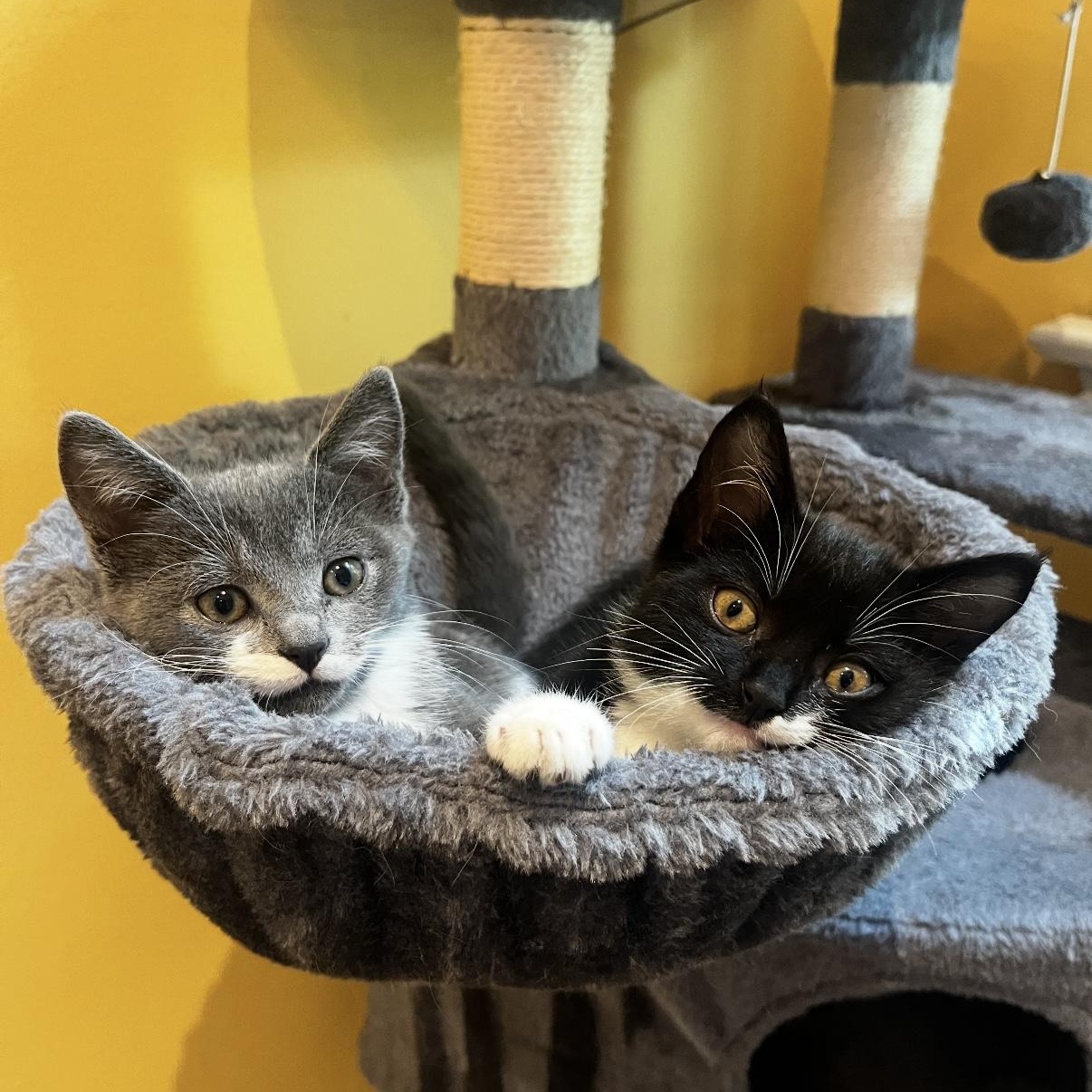 Enlarge Charlotte, a Adoptable Domestic Short Hair in Alexandria, VA image 4/6