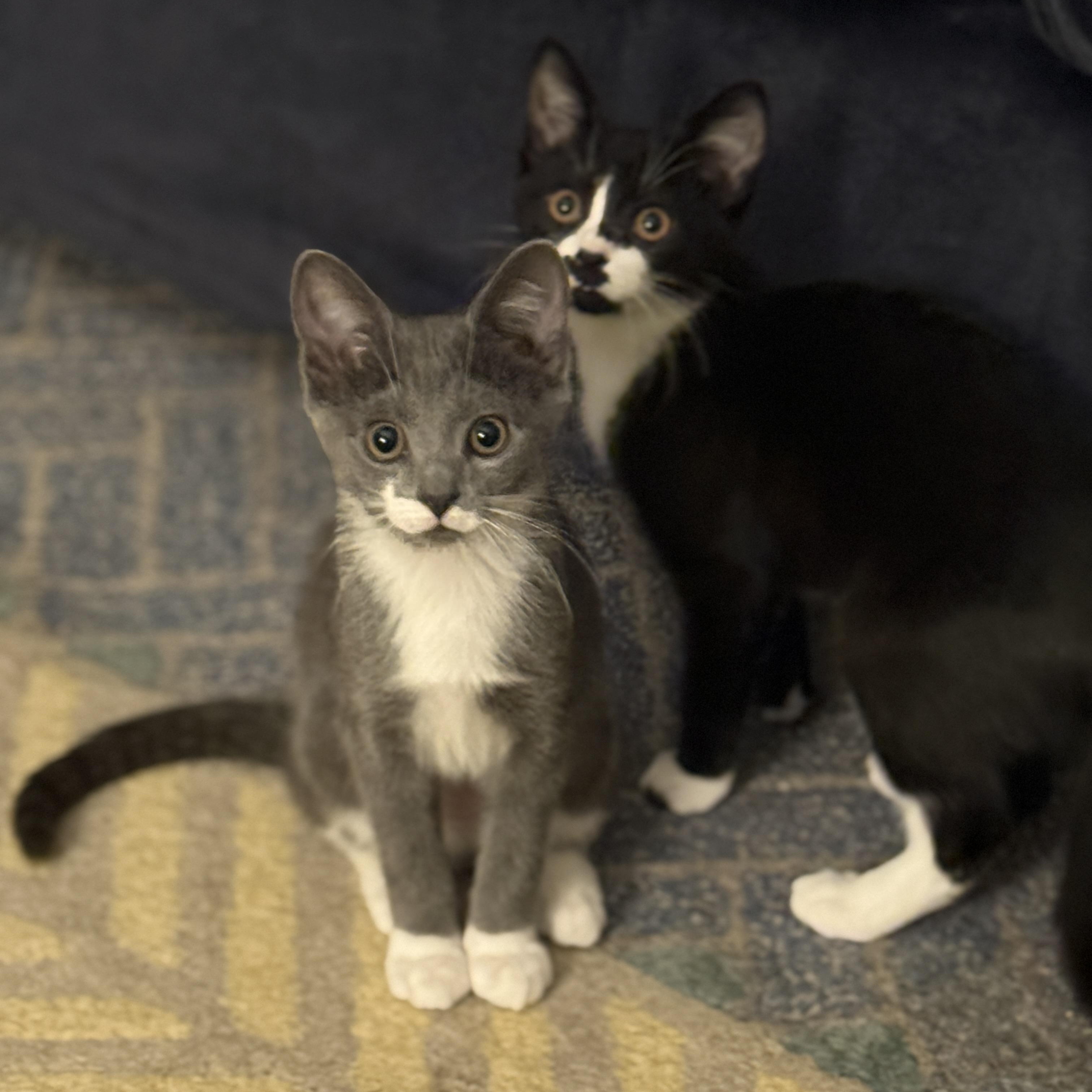 Enlarge Charlotte, a Adoptable Domestic Short Hair in Alexandria, VA image 3/6