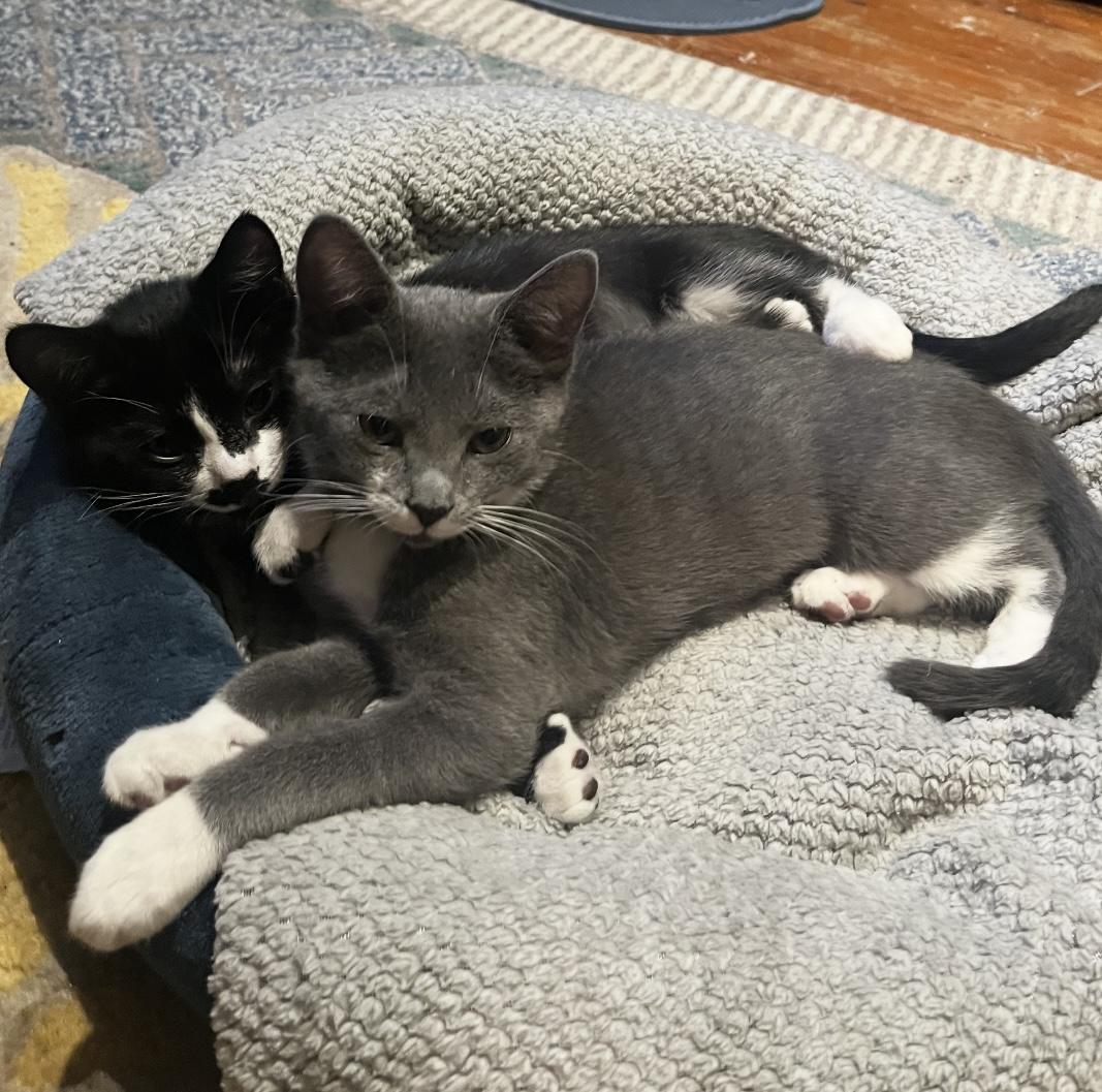 Enlarge Charlotte, a Adoptable Domestic Short Hair in Alexandria, VA image 5/6