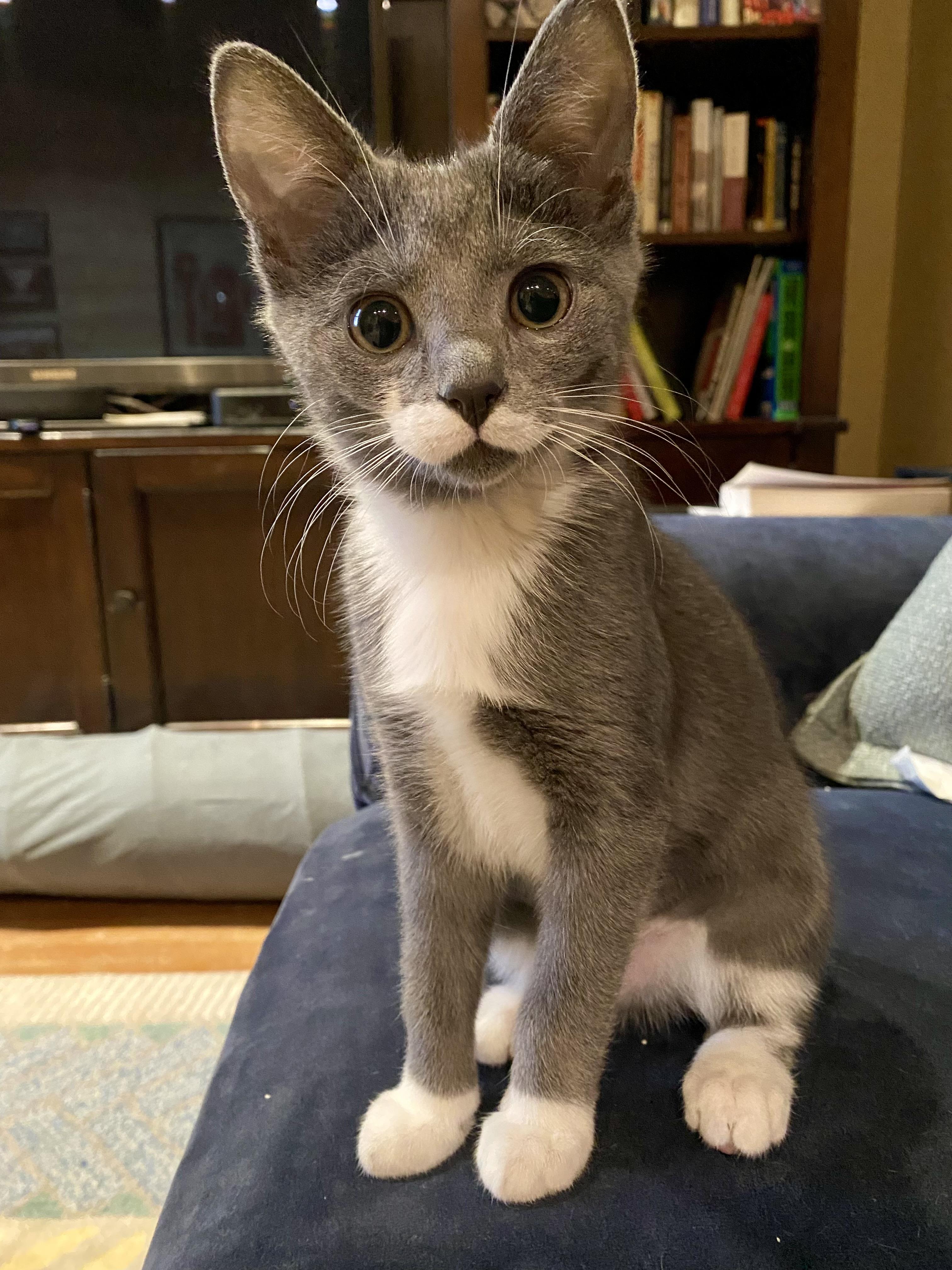 Enlarge Charlotte, a Adoptable Domestic Short Hair in Alexandria, VA image 2/6