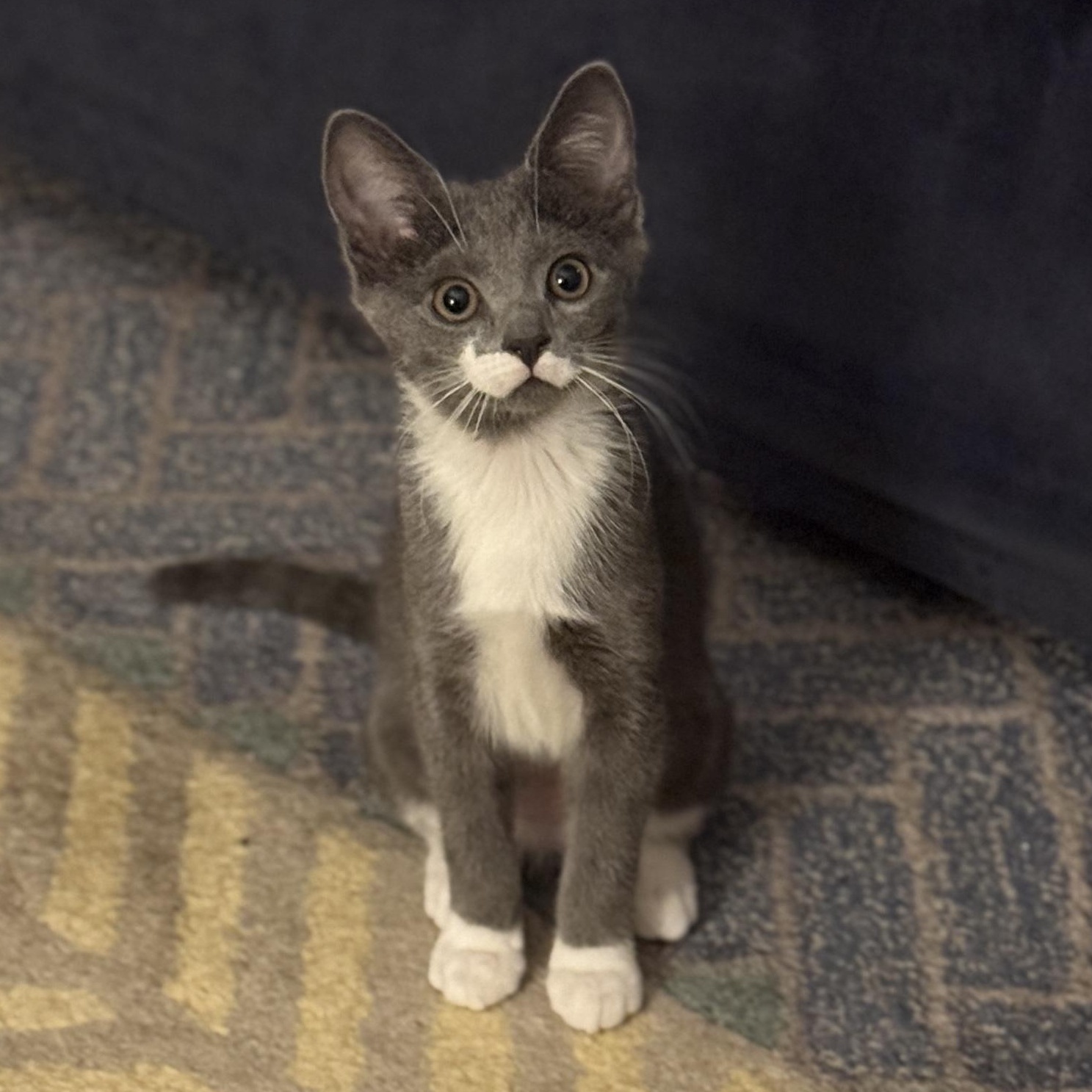 Enlarge Charlotte, a Adoptable Domestic Short Hair in Alexandria, VA image 1/6