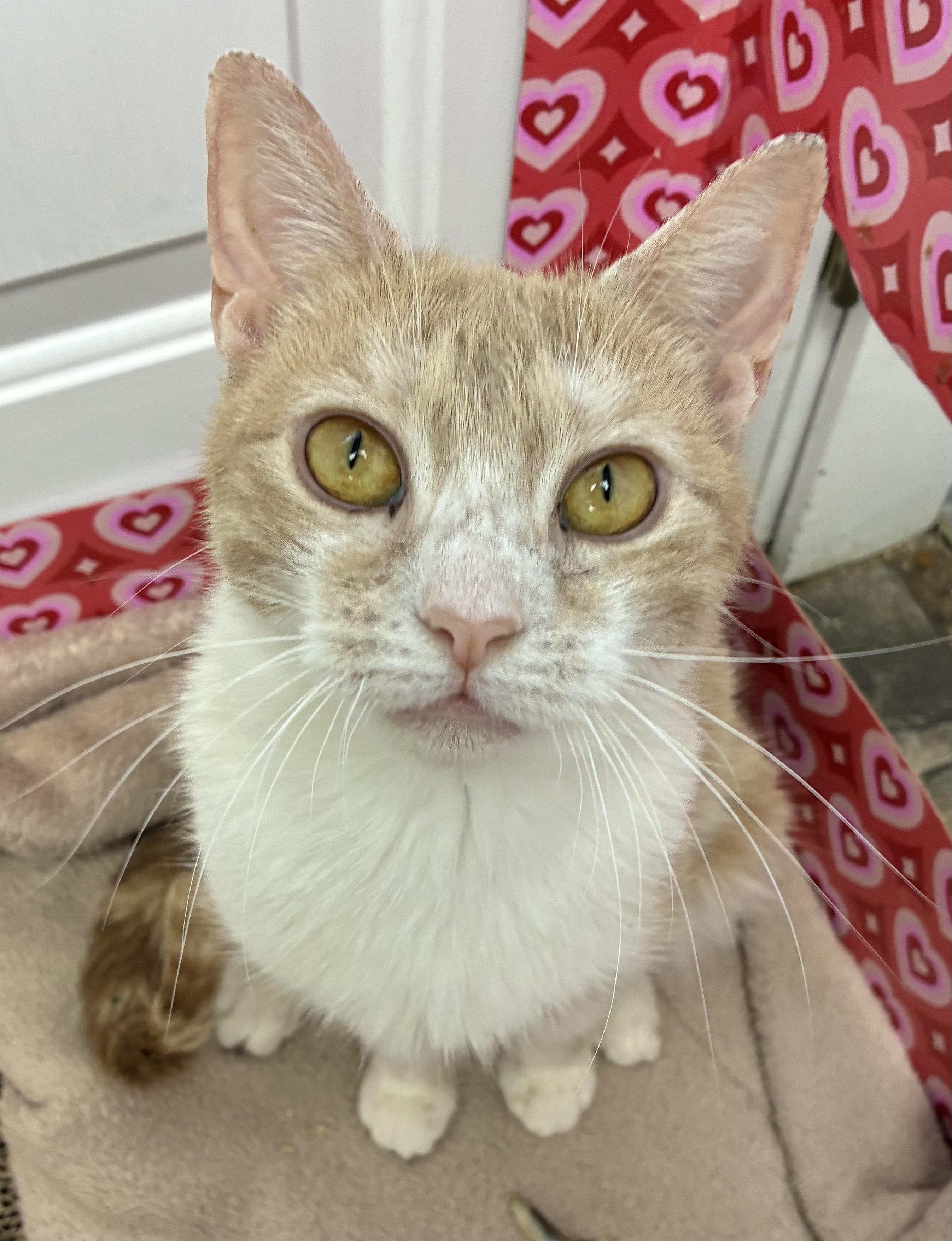 Minute Maid, a ADOPTABLE Domestic Short Hair in Breinigsville, PA image 2/2