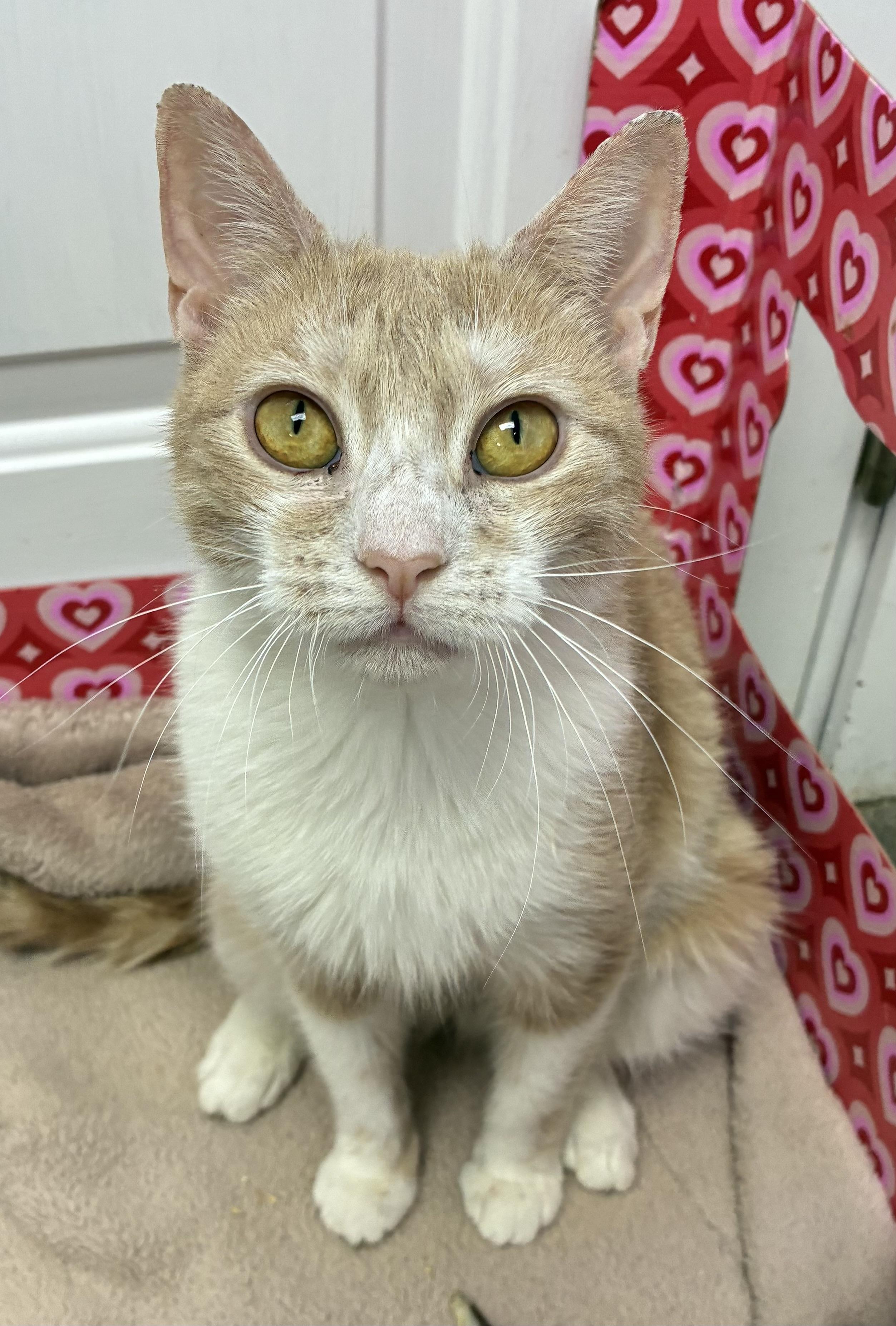 Minute Maid, a ADOPTABLE Domestic Short Hair in Breinigsville, PA image 1/2