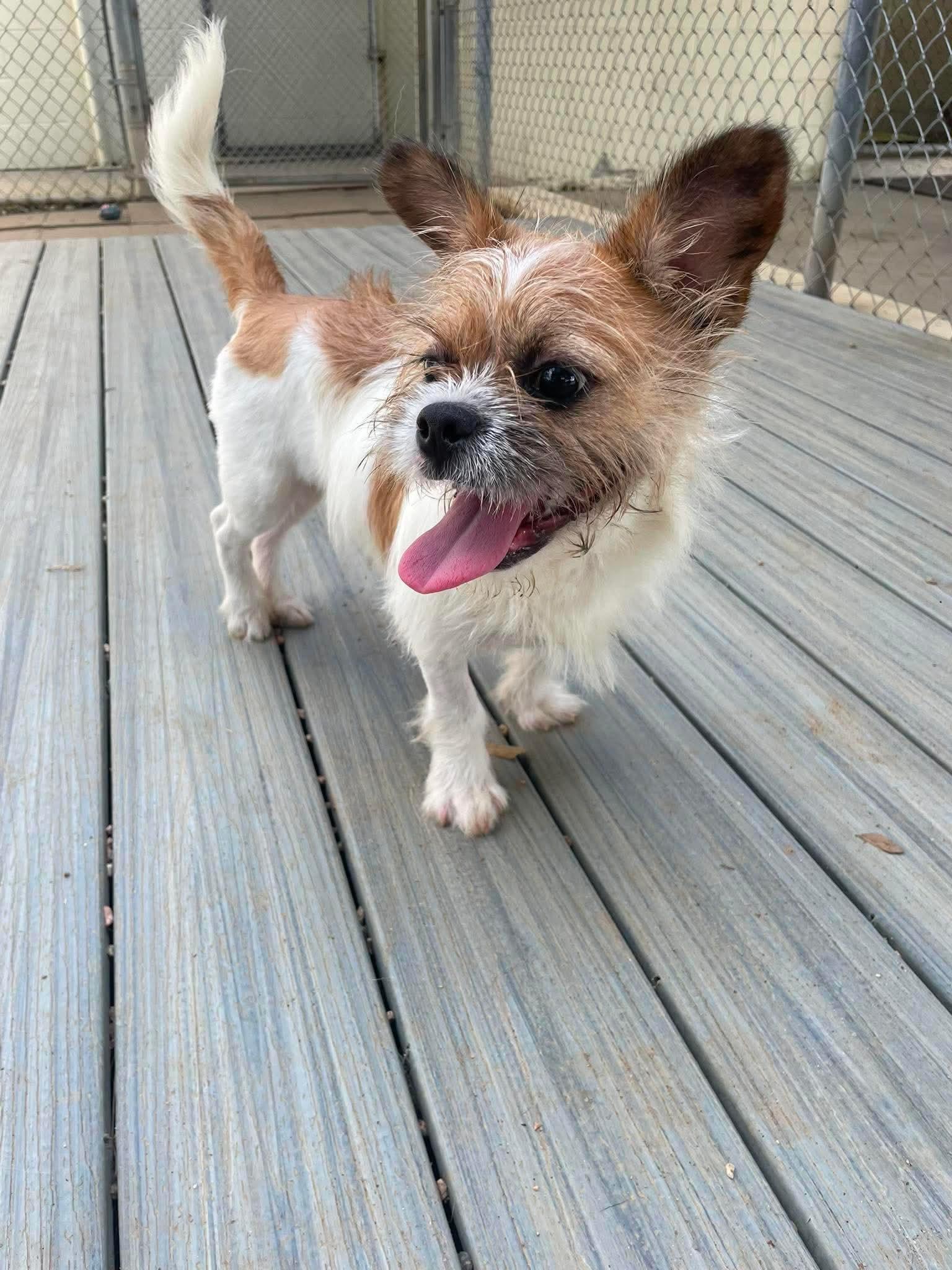 Enlarge Rush, a Adopted mixed breed in Seattle, WA image 2/3