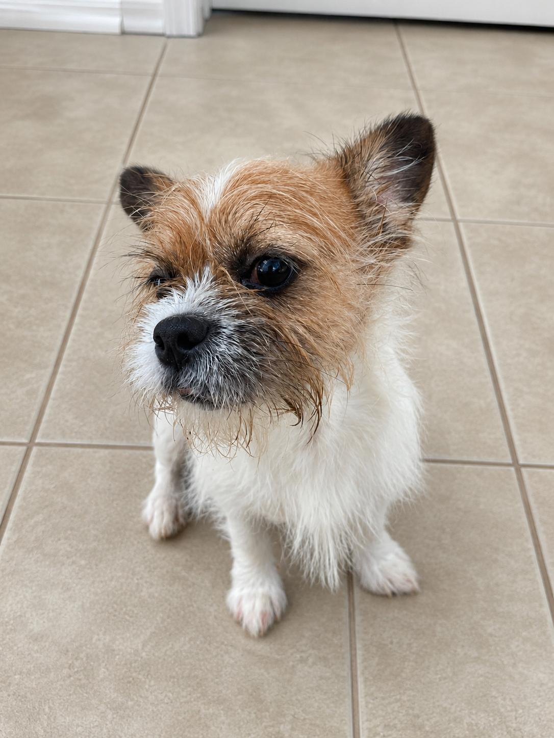 Rush, Adopted, Puppy Male Terrier.